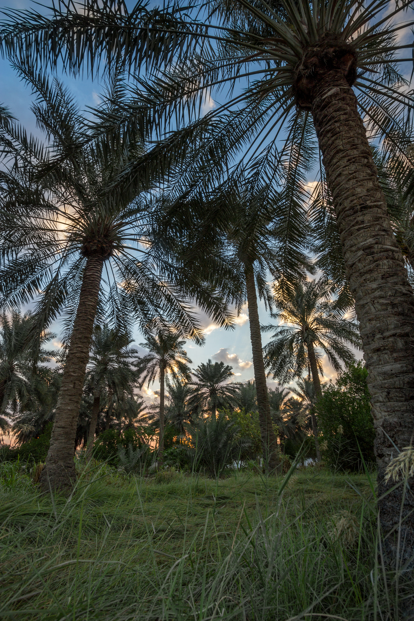 Canon EF-S 10-22mm F3.5-4.5 USM sample photo. Qatif palam photography