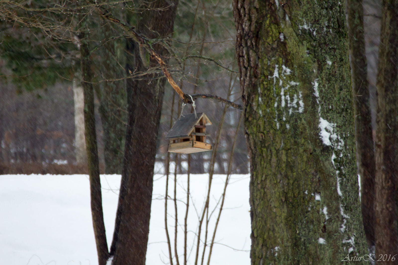 Canon EOS 550D (EOS Rebel T2i / EOS Kiss X4) + Canon EF 100-300mm f/5.6 sample photo. Оттепель в январе photography