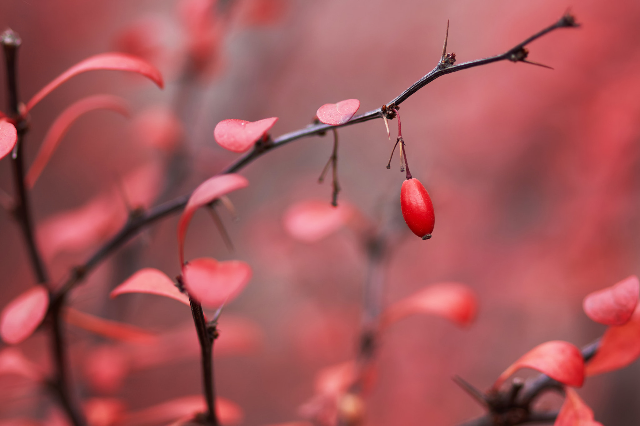 Sony Alpha NEX-7 + Tamron SP AF 90mm F2.8 Di Macro sample photo. Barberry berries photography