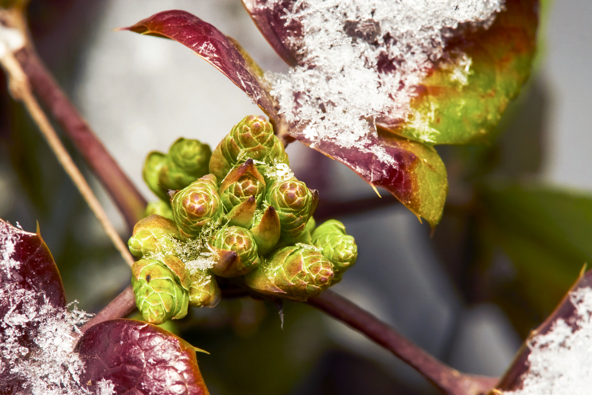 Sony a7 + Tamron SP AF 90mm F2.8 Di Macro sample photo. Mahonia buds photography