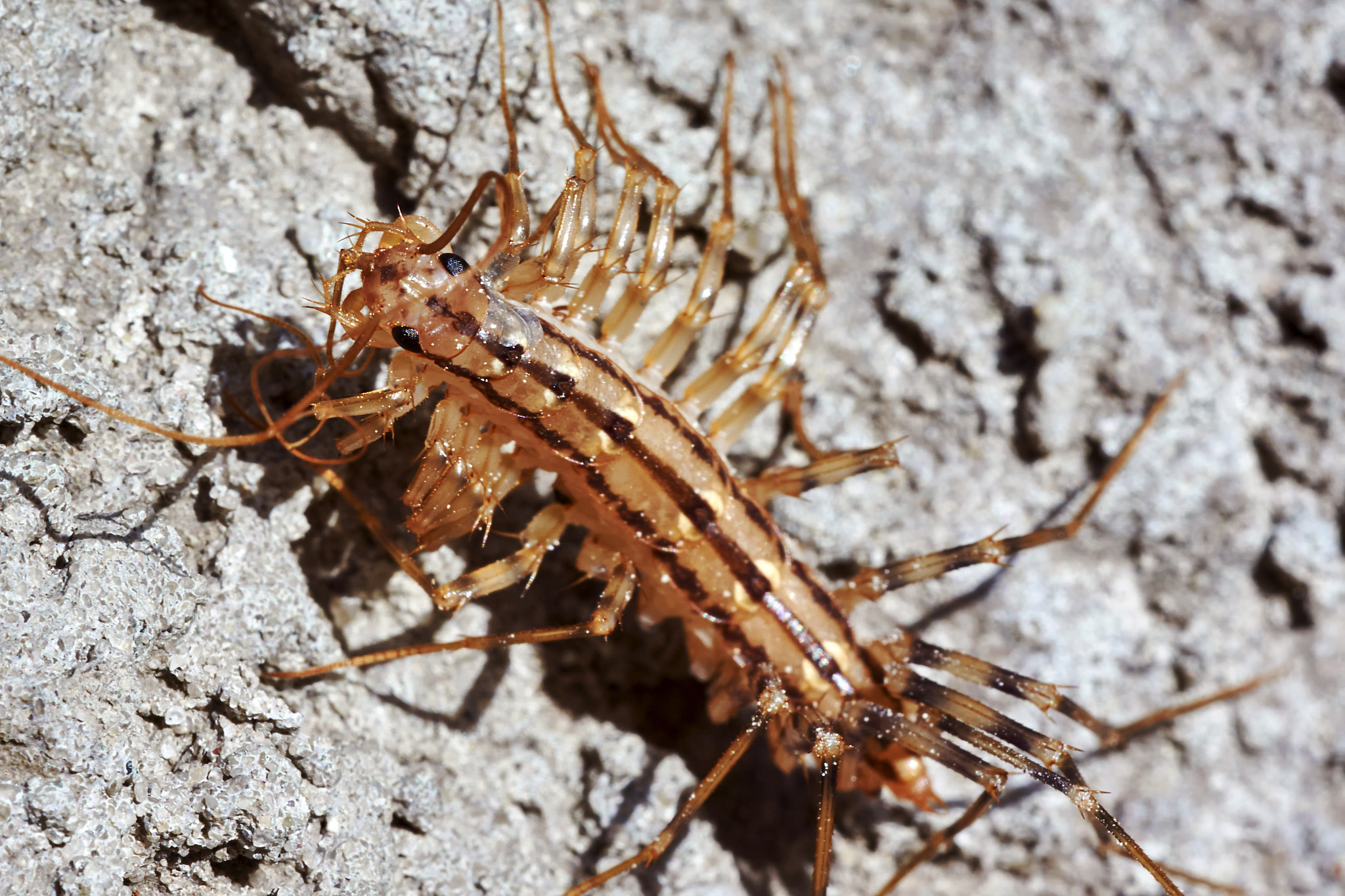 150mm F2.8 sample photo. Centipede photography