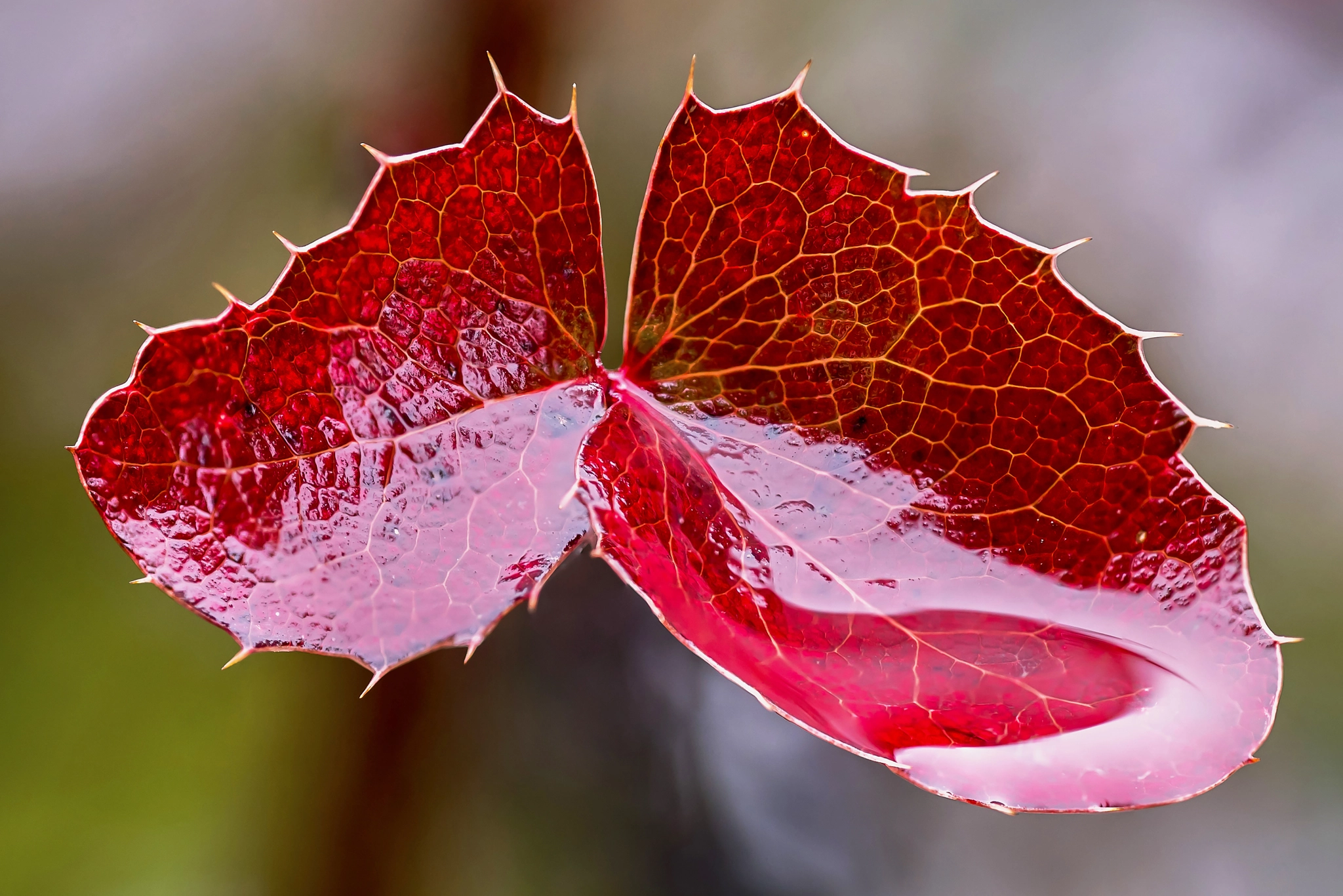 150mm F2.8 sample photo. Red leaves mahonia photography