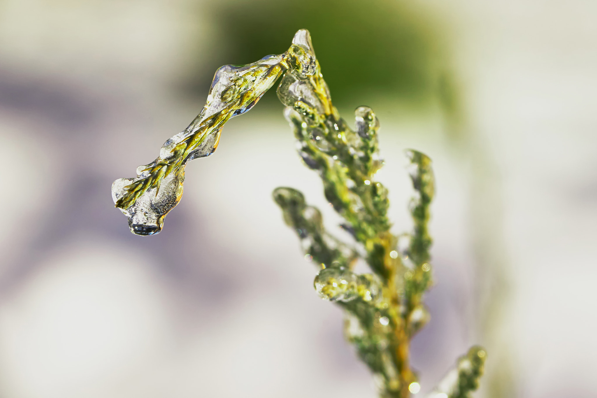 Sony 70-400mm F4-5.6 G SSM II sample photo. Icicle on a branch photography