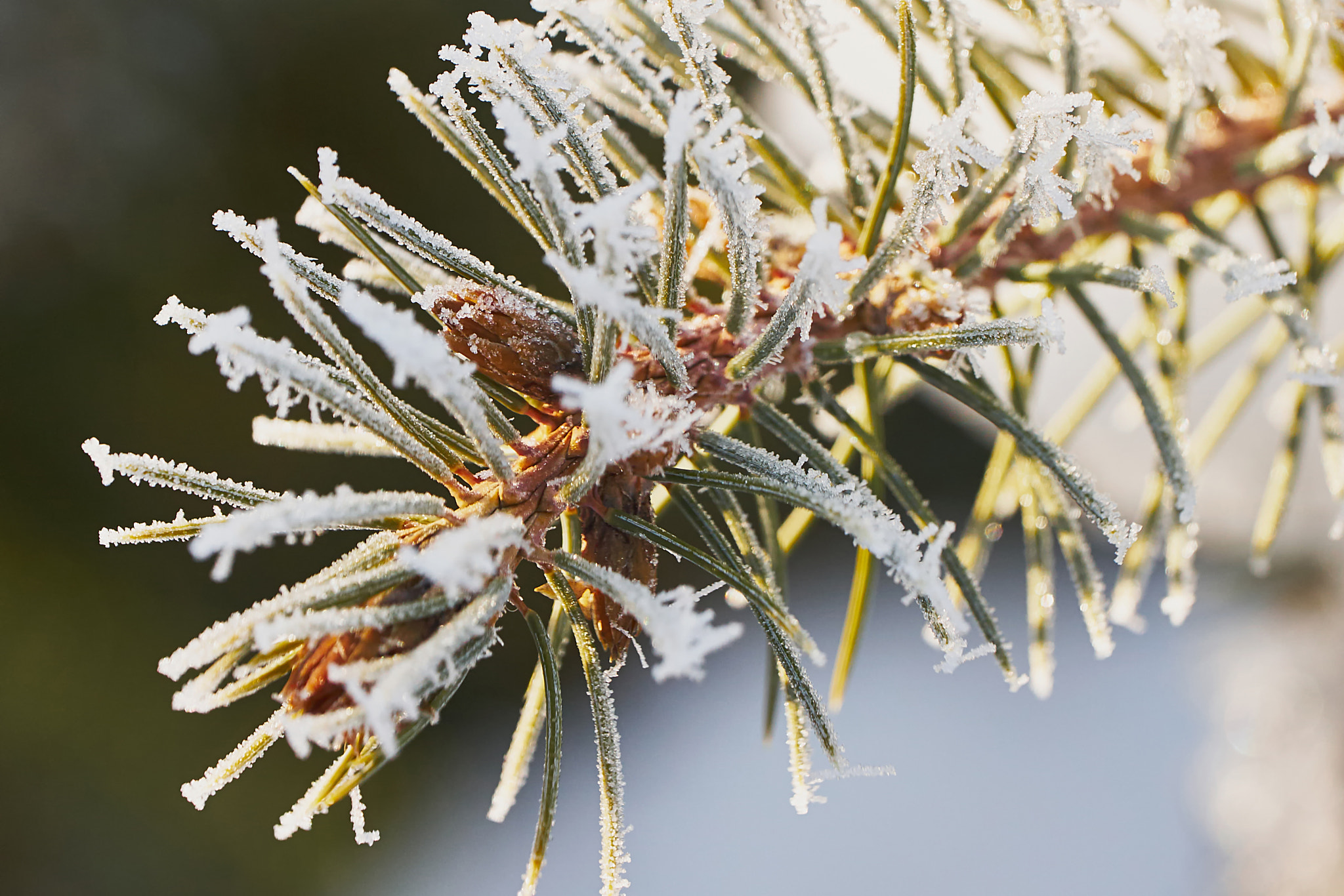 Sony 70-400mm F4-5.6 G SSM II sample photo. Pine branch with frost photography