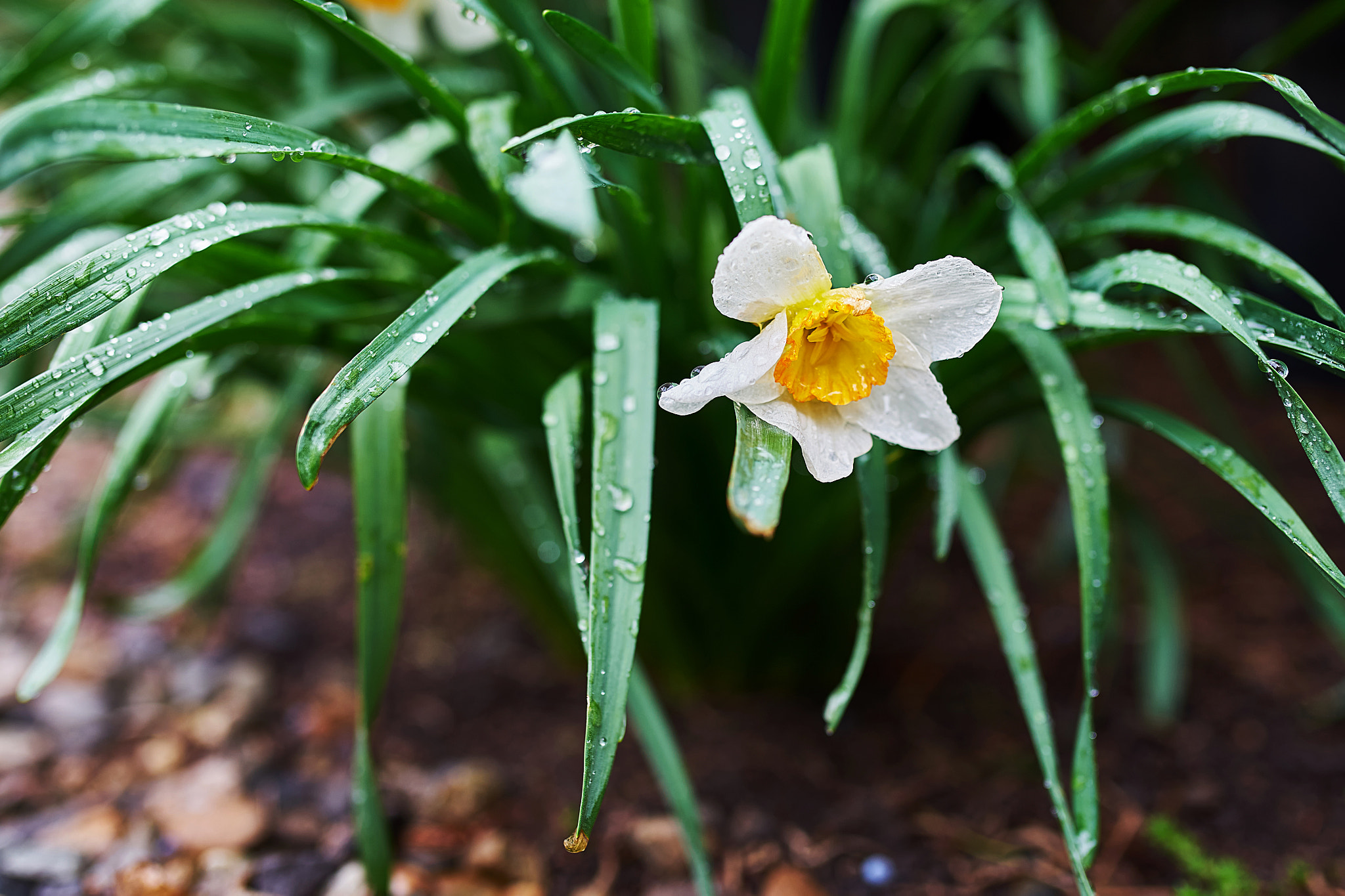 Sony a7 + 35mm F1.4 sample photo. Narcis flower photography