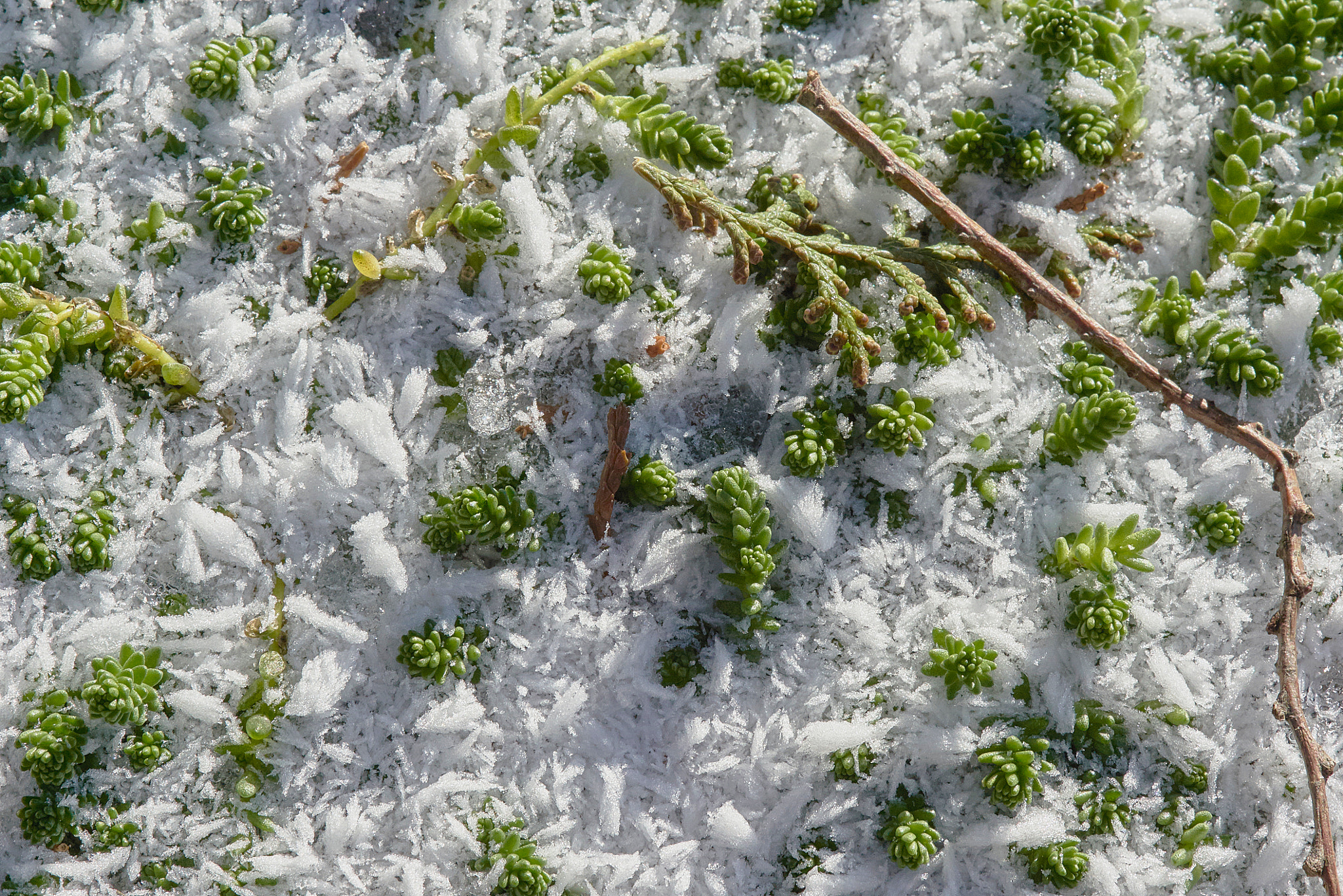 Tamron SP AF 90mm F2.8 Di Macro sample photo. Frozen snow with green grass photography
