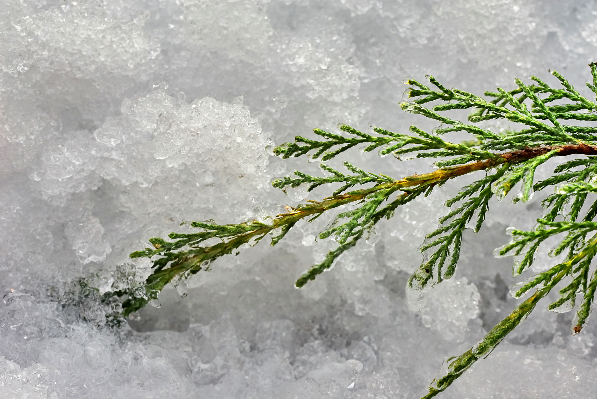 150mm F2.8 sample photo. Branch of juniperus photography