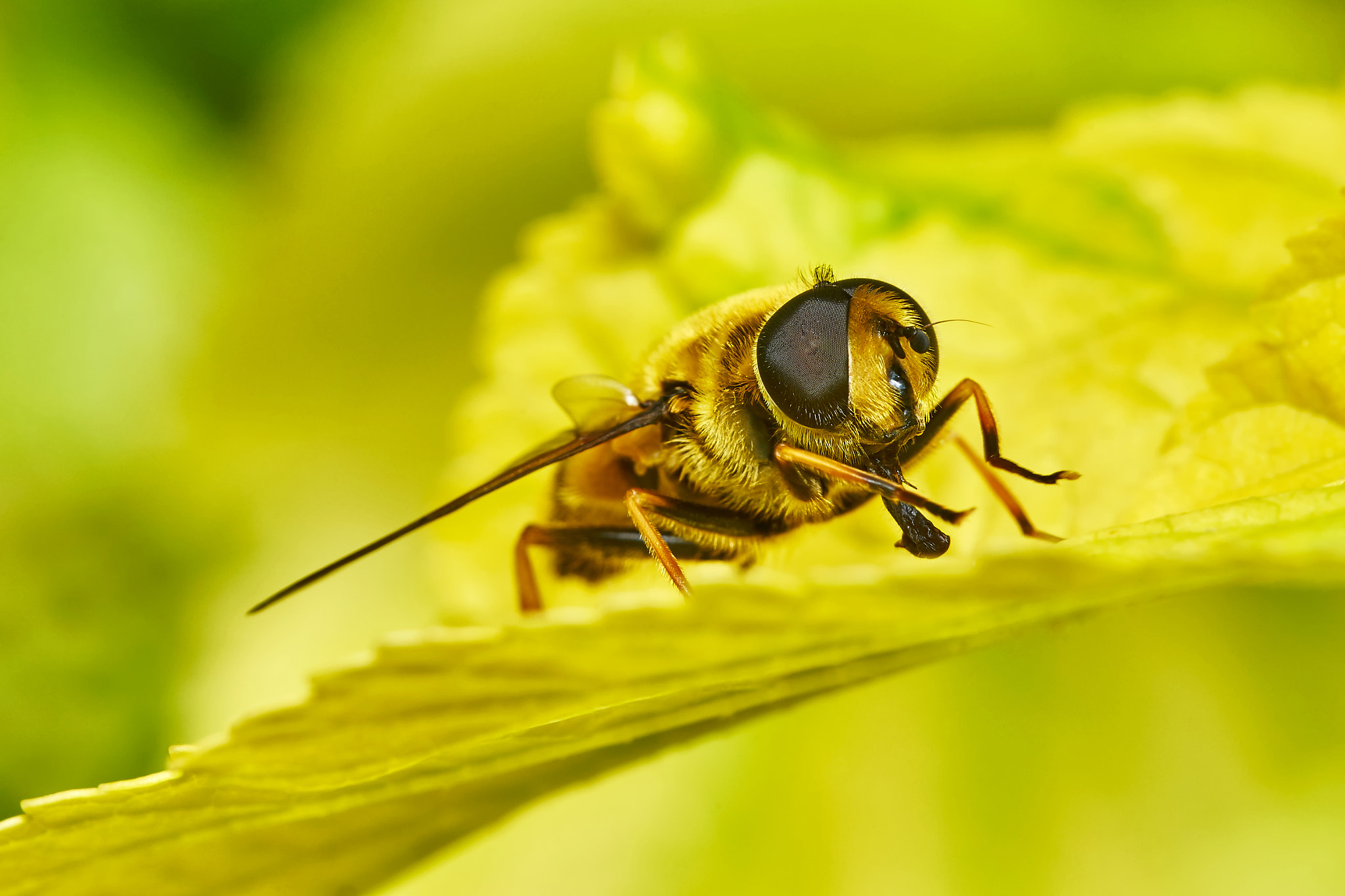 150mm F2.8 sample photo. Bee on yellow leaves photography