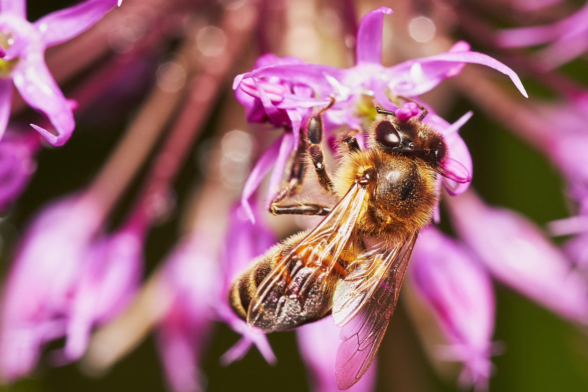 150mm F2.8 sample photo. Bee on the allium flower photography
