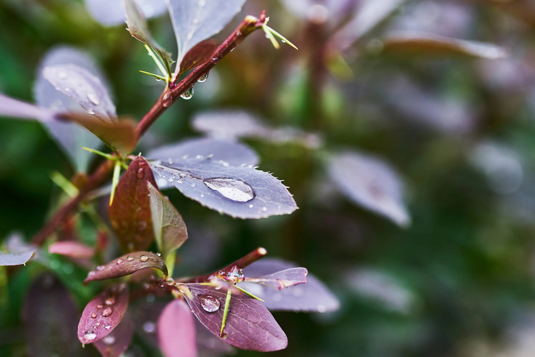 Sony a7 + 35mm F1.4 sample photo. Barberry branch photography