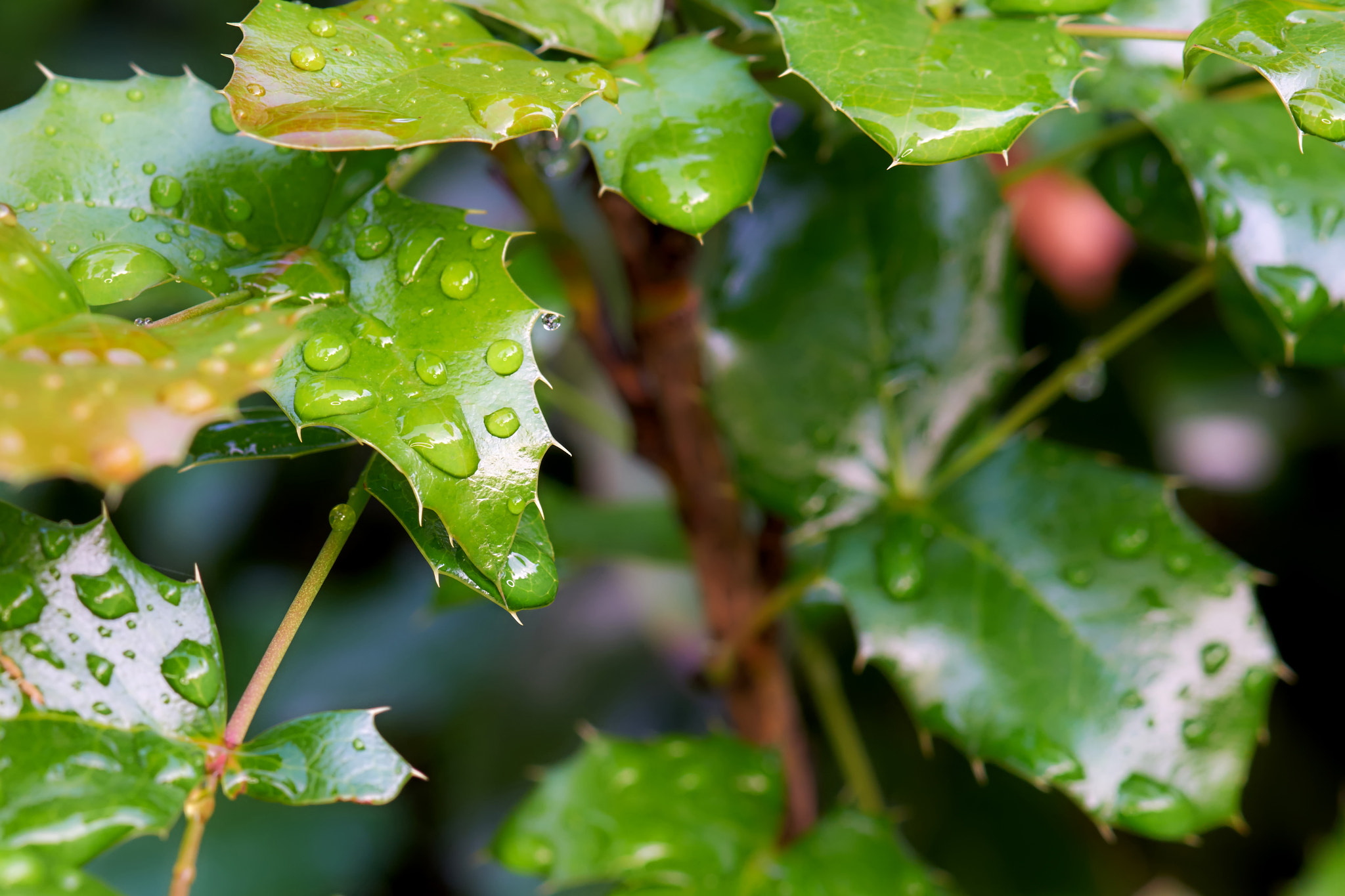 Sony a7 + Tamron SP AF 90mm F2.8 Di Macro sample photo. Branch mahonia photography