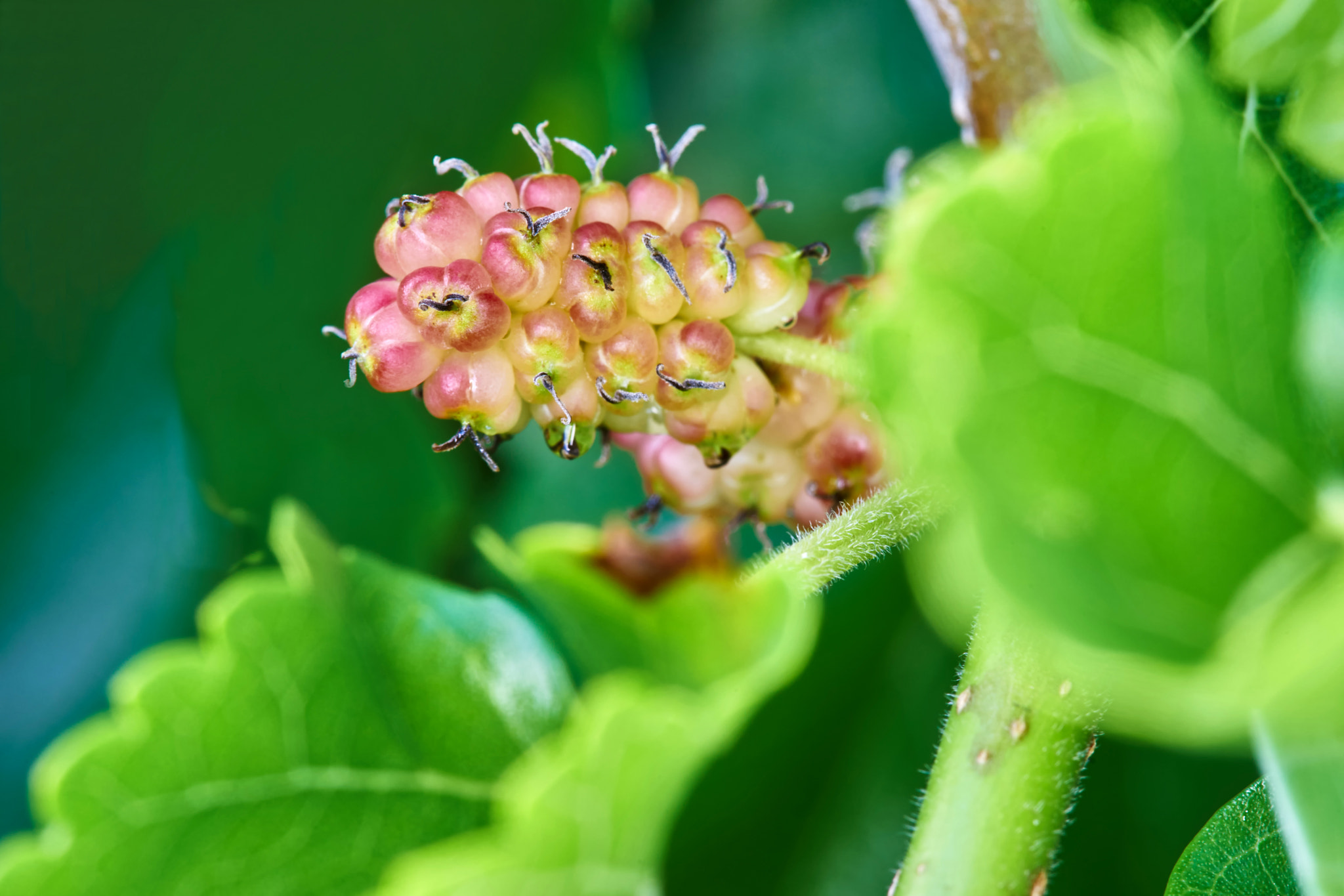 Sony a7 + Tamron SP AF 90mm F2.8 Di Macro sample photo. Unripe mulberry in late may photography