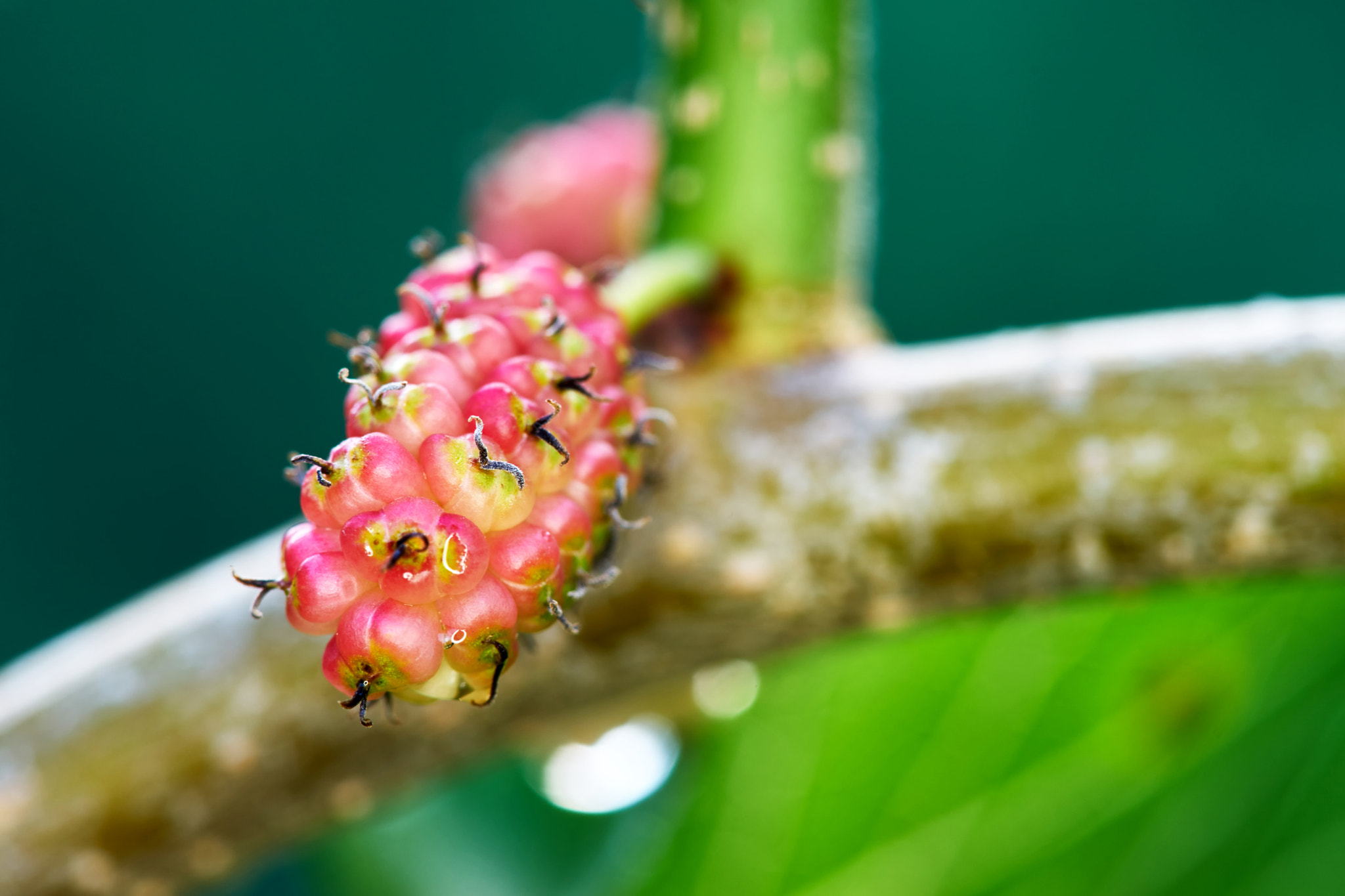 Sony a7 + Tamron SP AF 90mm F2.8 Di Macro sample photo. Unripe berry photography