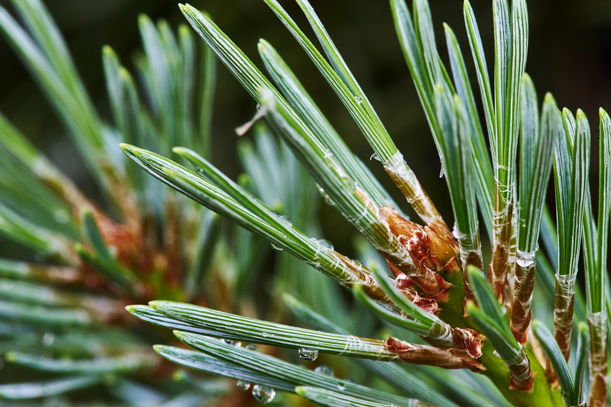 Sony a7 + Tamron SP AF 90mm F2.8 Di Macro sample photo. Pine branch with young cones photography