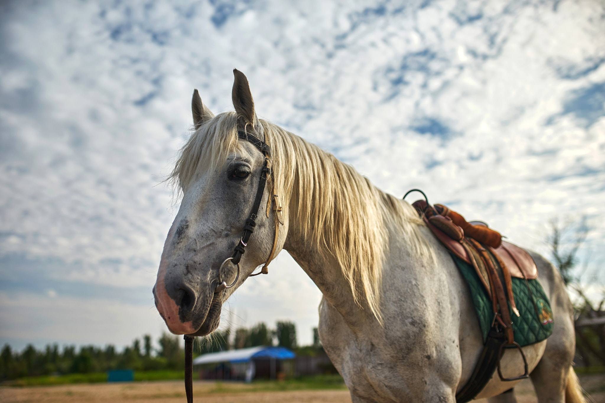 Sony a7 + 35mm F1.4 sample photo. Portrait of a horse photography