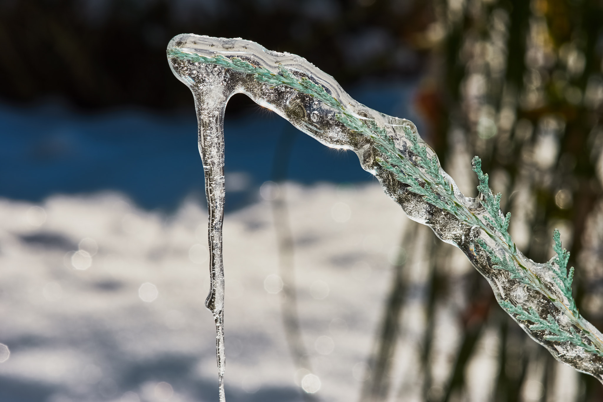 Sony a7 + Tamron SP AF 90mm F2.8 Di Macro sample photo. Big icicle on a branch of a juniper photography