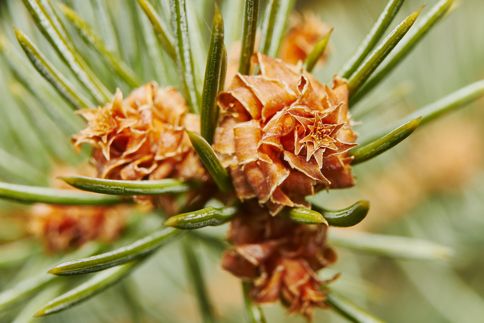Sony 70-400mm F4-5.6 G SSM II sample photo. Emerging pine cone2 photography