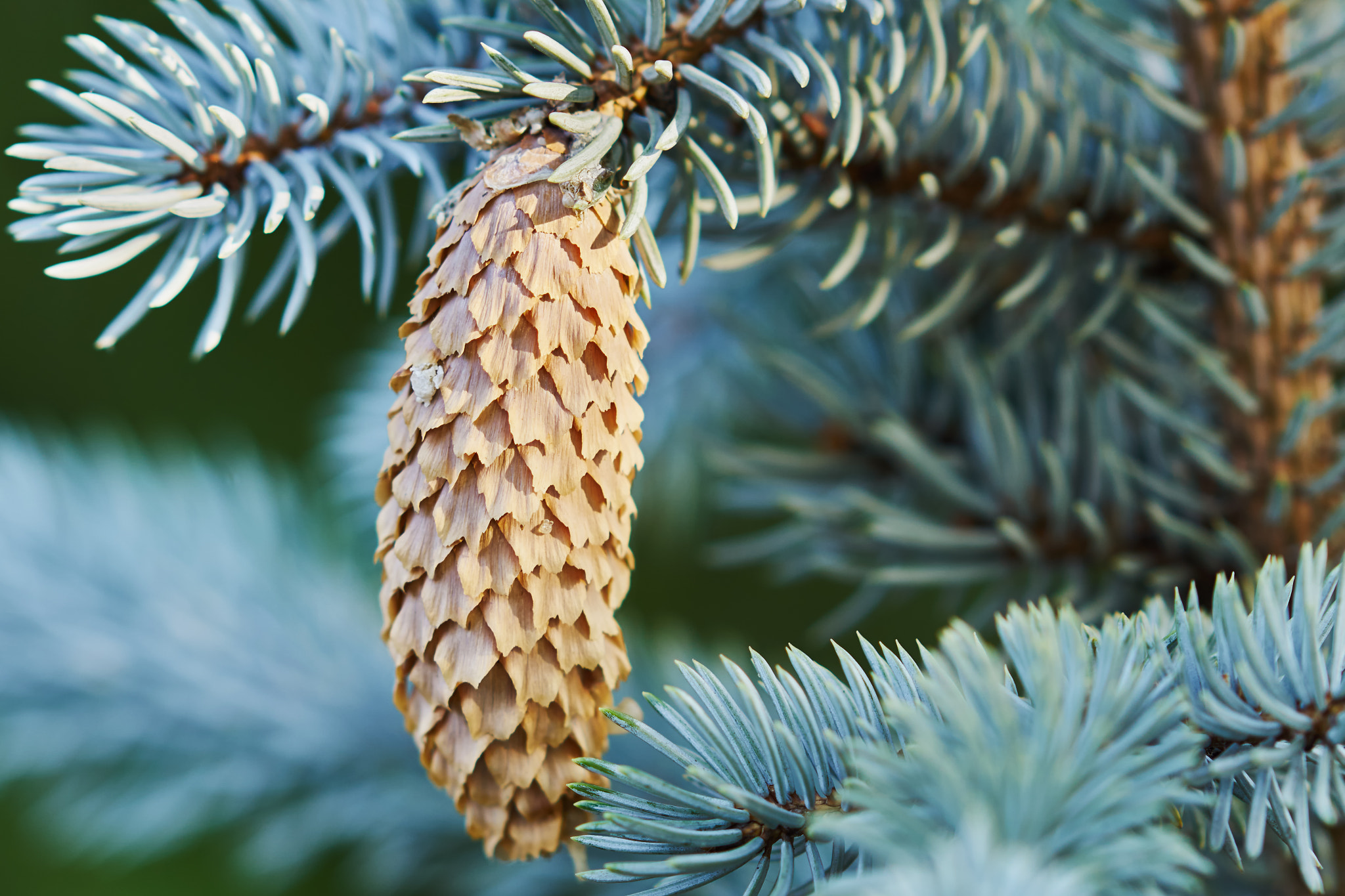 Sony Sonnar T* 135mm F1.8 ZA sample photo. Fir cone photography