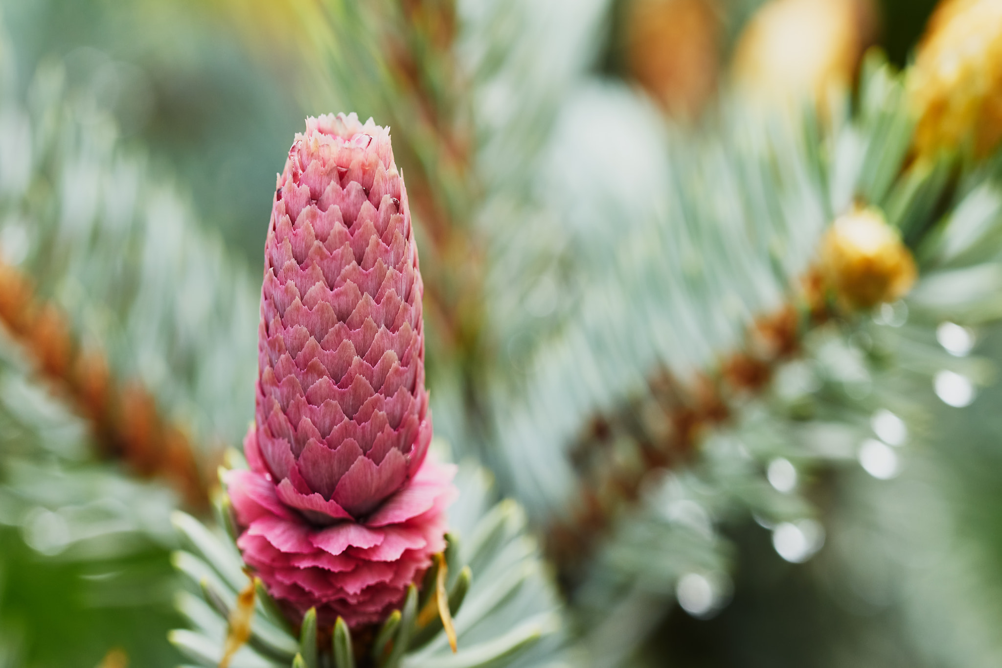 150mm F2.8 sample photo. Fir cone3 photography