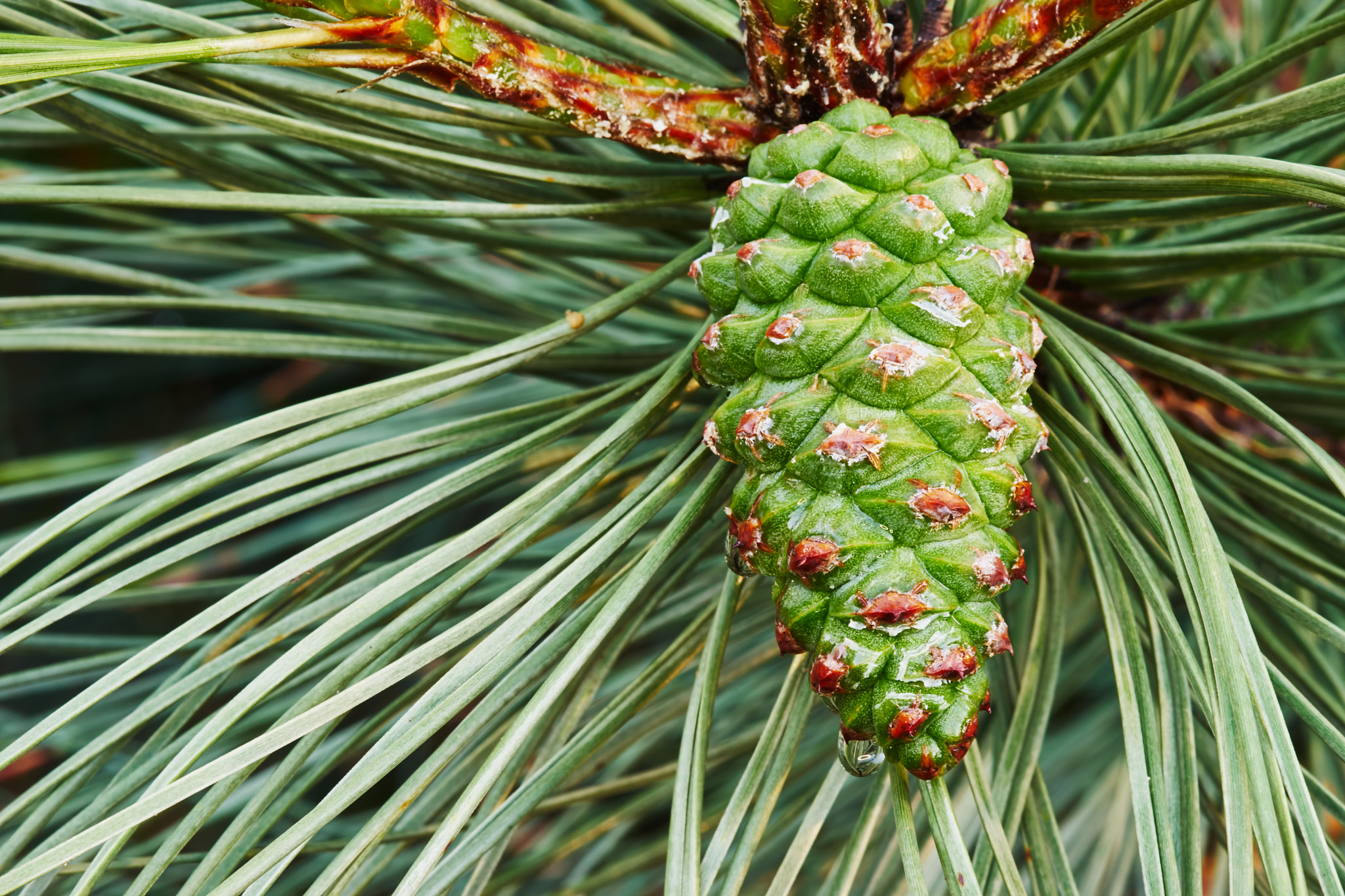 Sony a7 + Tamron SP AF 90mm F2.8 Di Macro sample photo. Green pine cone photography