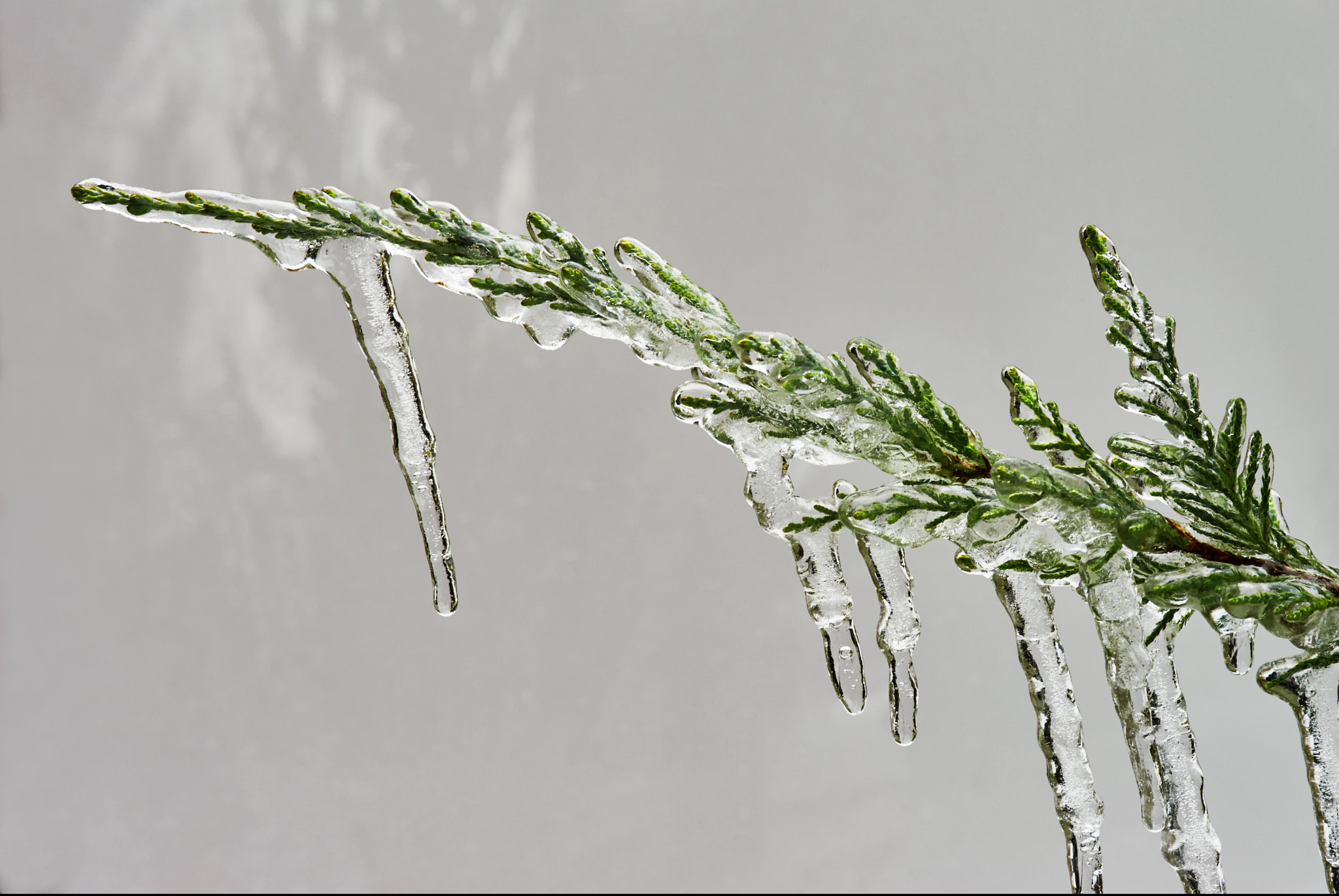 Sony a7 + Tamron SP AF 90mm F2.8 Di Macro sample photo. Icicle on a branch of a juniper photography