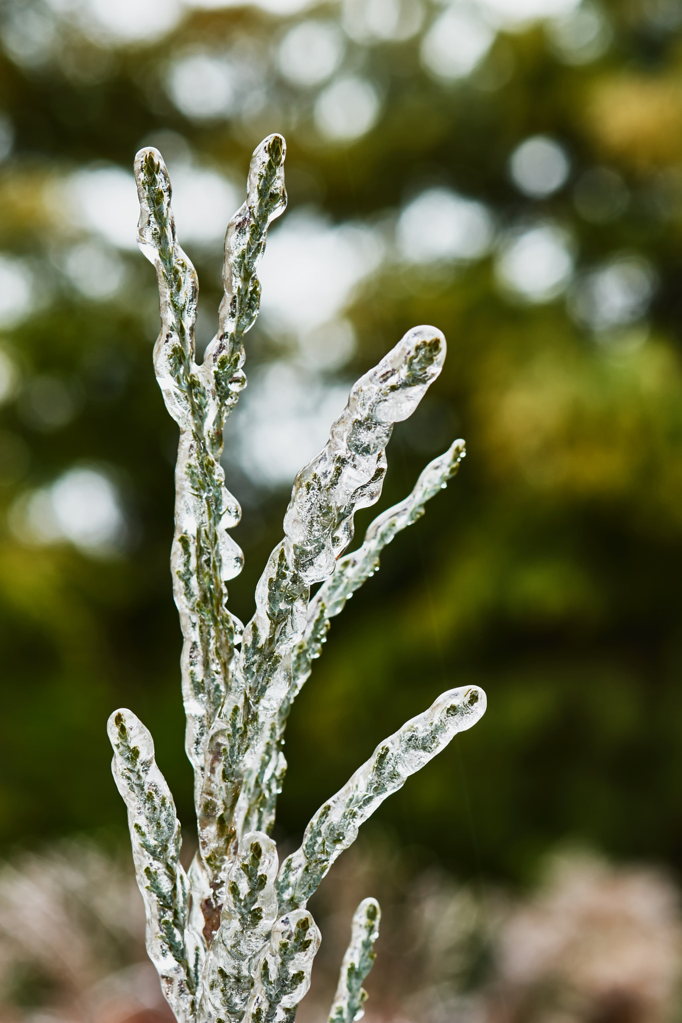 Sony a7 + Tamron SP AF 90mm F2.8 Di Macro sample photo. Branch of juniperus photography