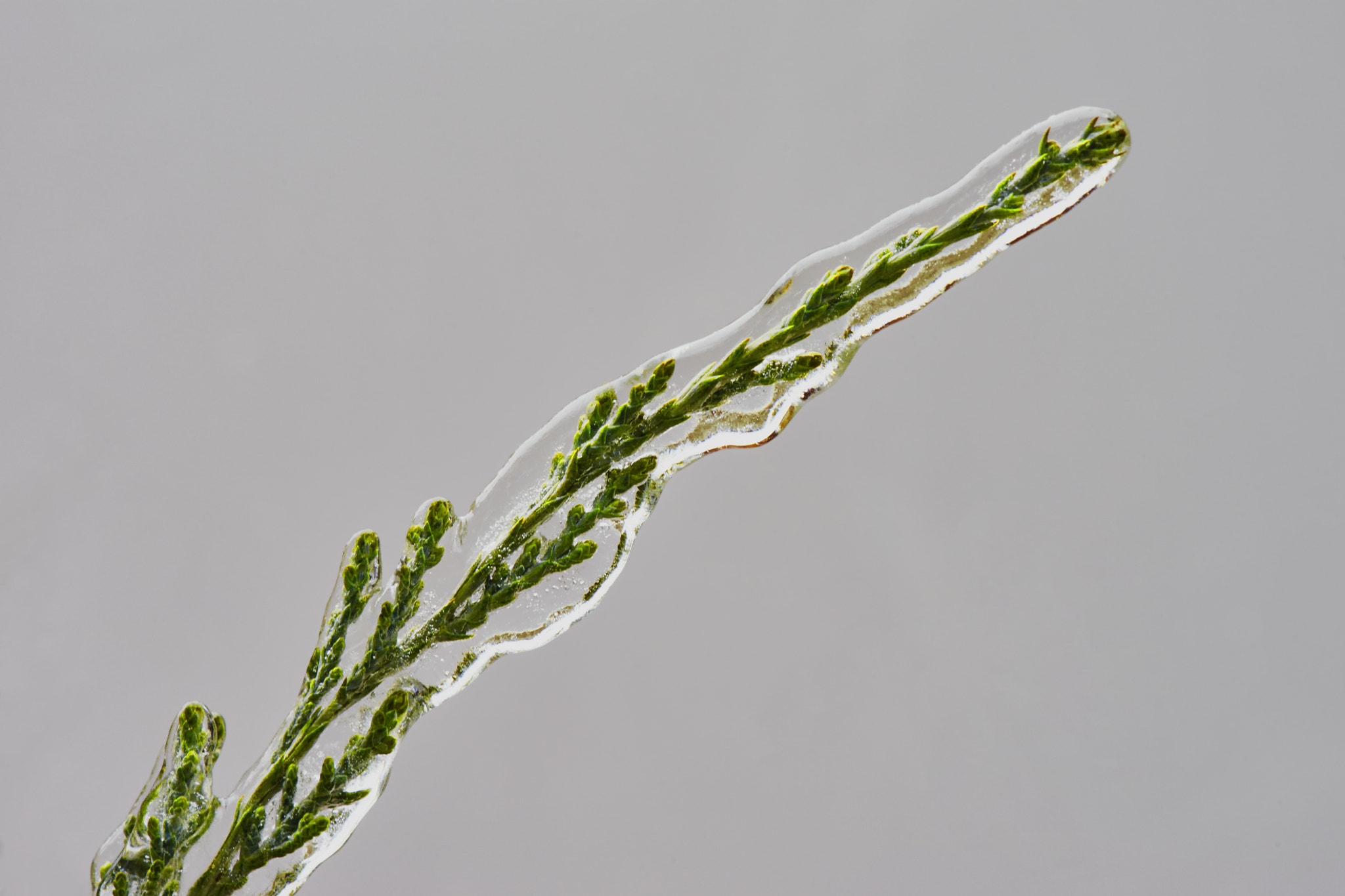 Sony a7 + Tamron SP AF 90mm F2.8 Di Macro sample photo. Branch of juniperus covered with ice photography