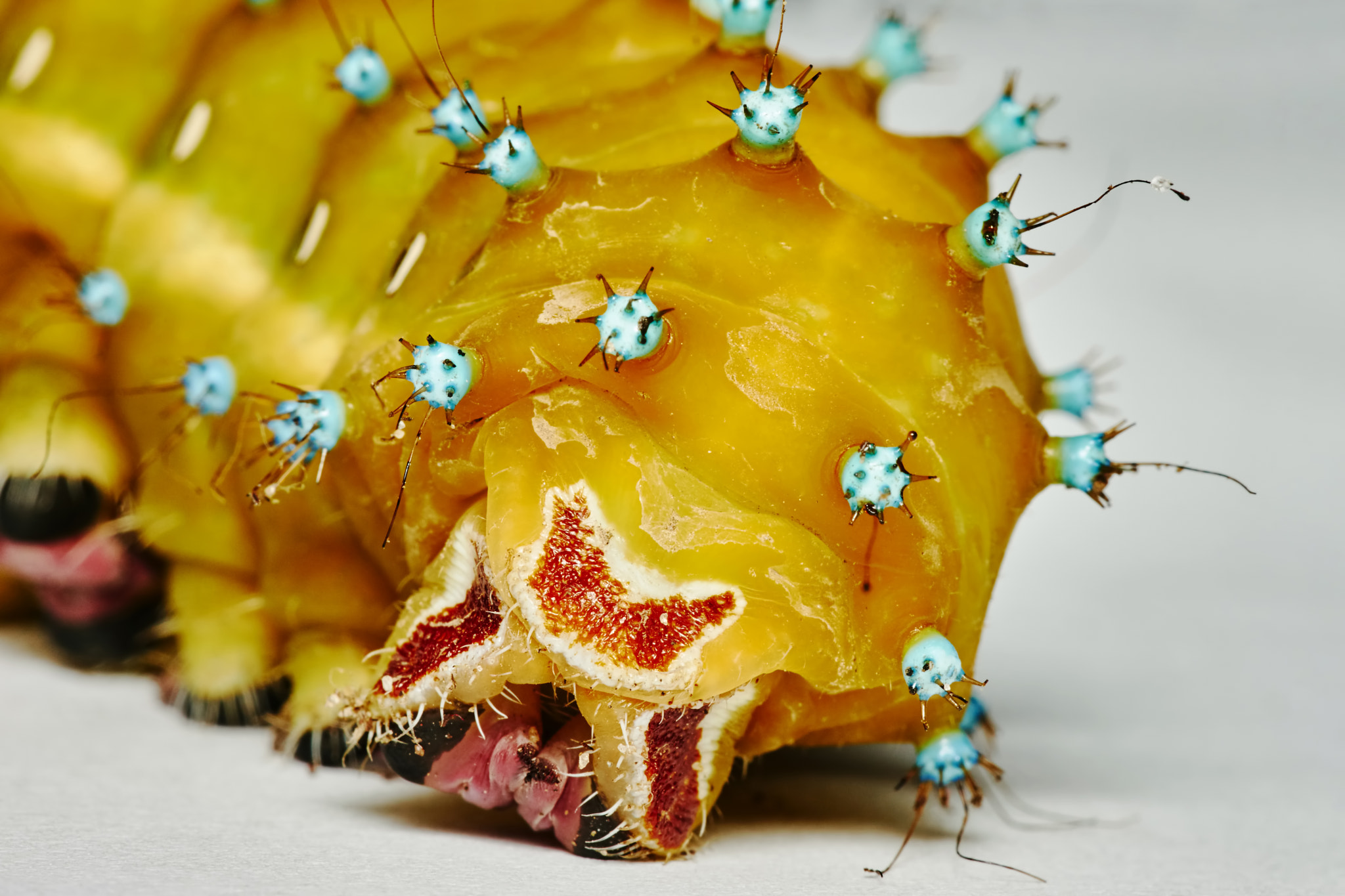 150mm F2.8 sample photo. Caterpillar photography