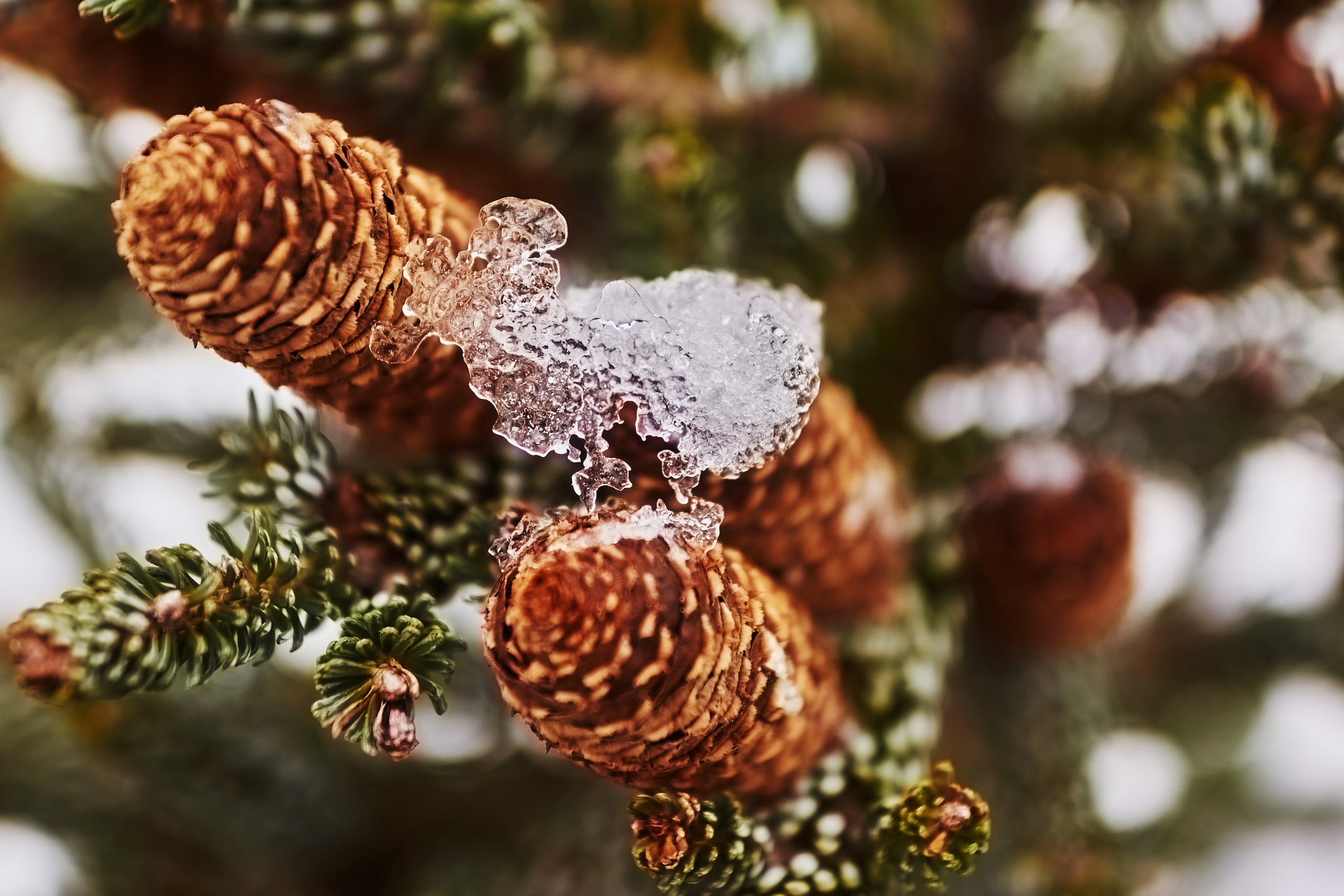 Sony Alpha NEX-7 sample photo. Lamb ice photography