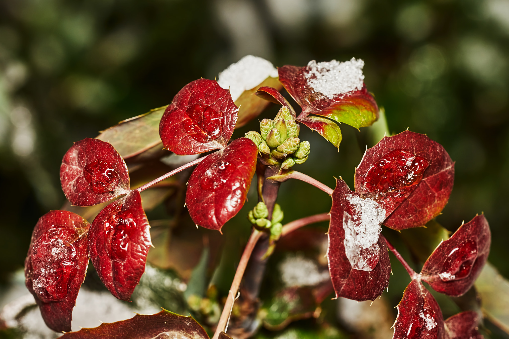 150mm F2.8 sample photo. Mahonia aquifolium photography