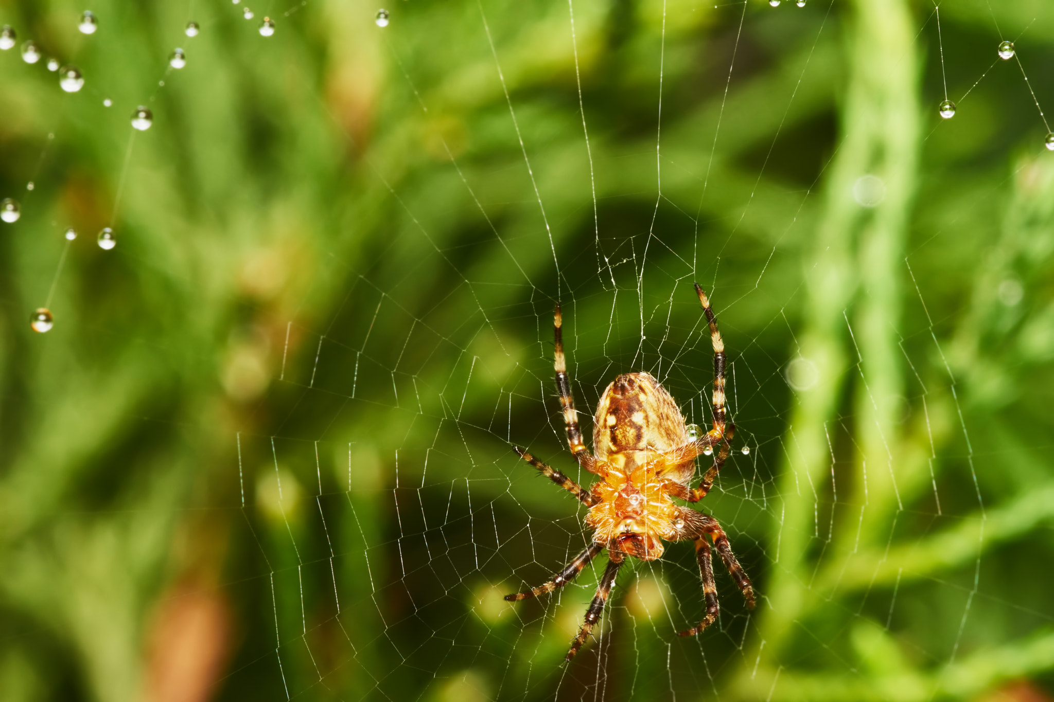 150mm F2.8 sample photo. Spider with spider web photography
