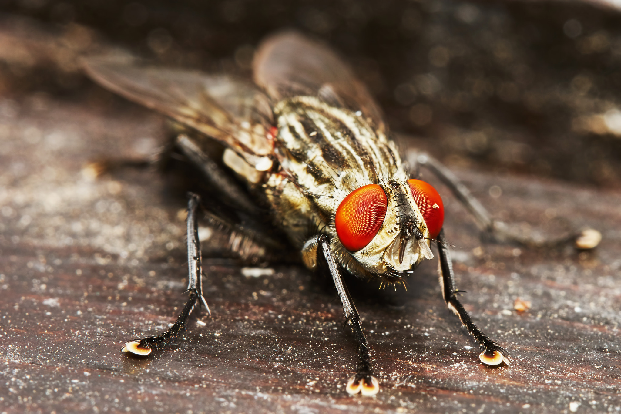 150mm F2.8 sample photo. Fly photography