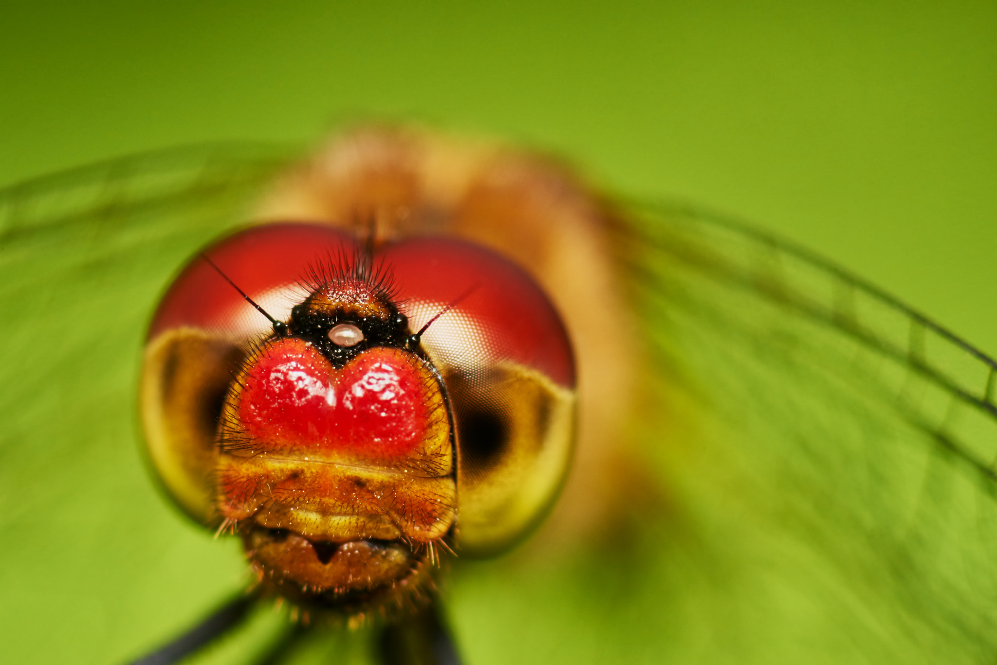 Sony a7 + Tamron SP AF 90mm F2.8 Di Macro sample photo. Dragonfly photography