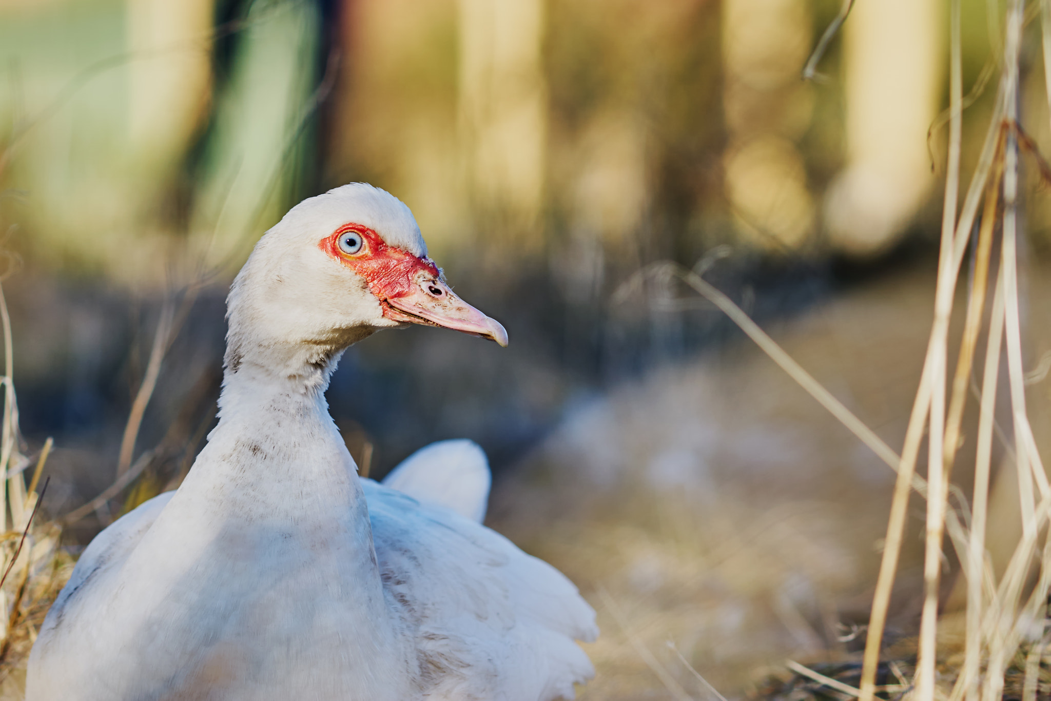 Sony Sonnar T* 135mm F1.8 ZA sample photo. White duck 2 photography