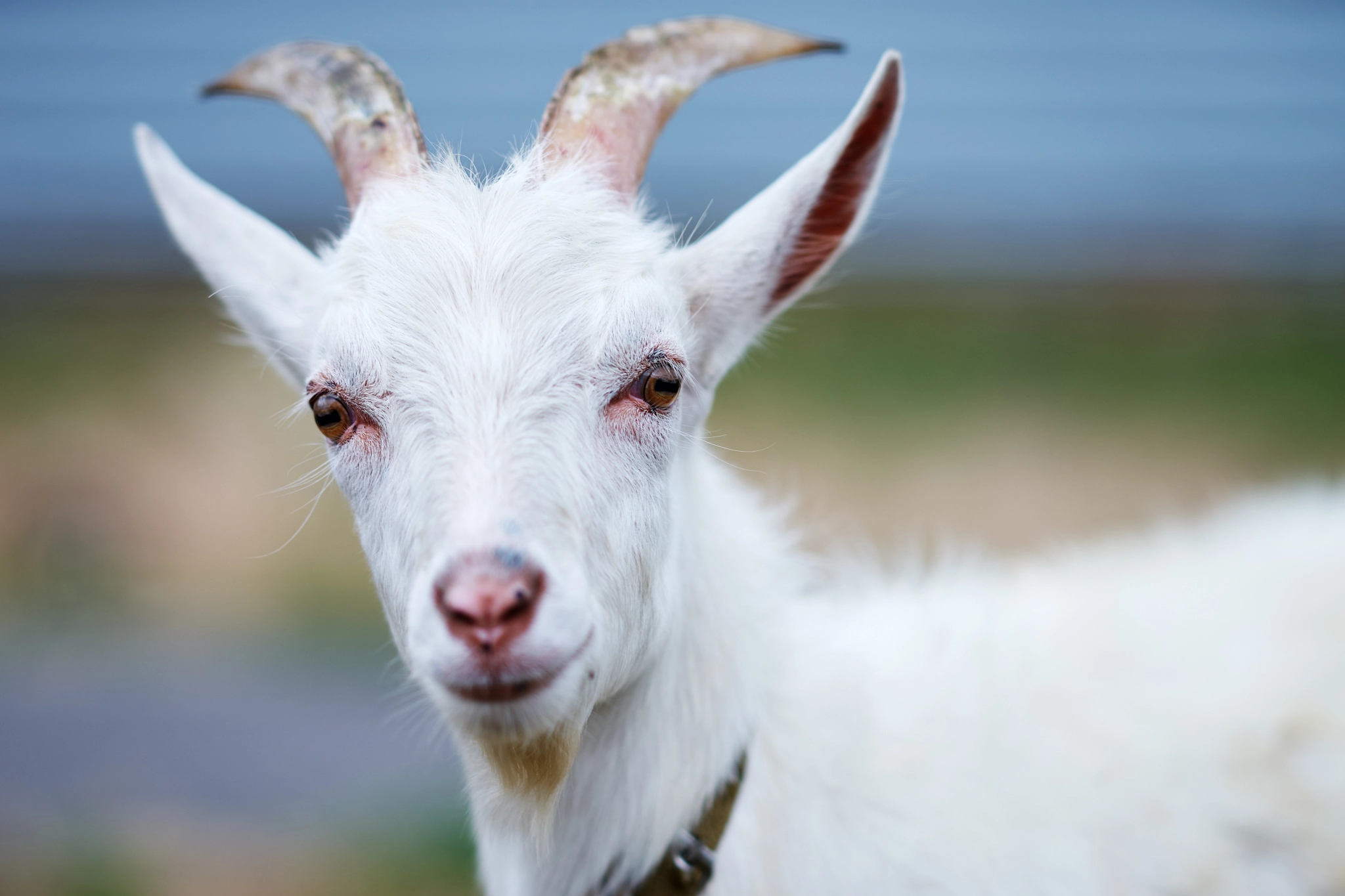 Sony Sonnar T* 135mm F1.8 ZA sample photo. Goat photography