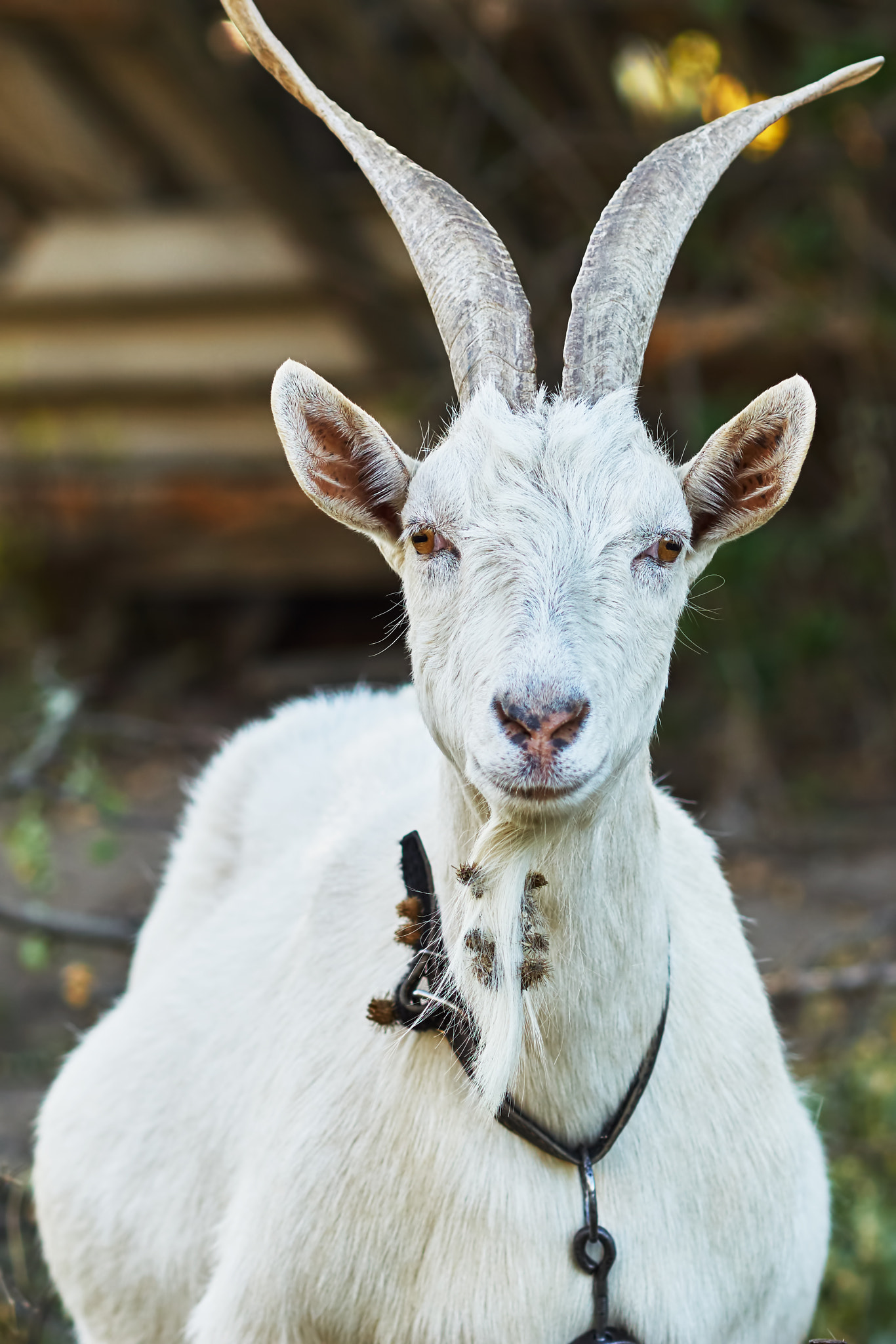 Sony Sonnar T* 135mm F1.8 ZA sample photo. Goat grazing photography