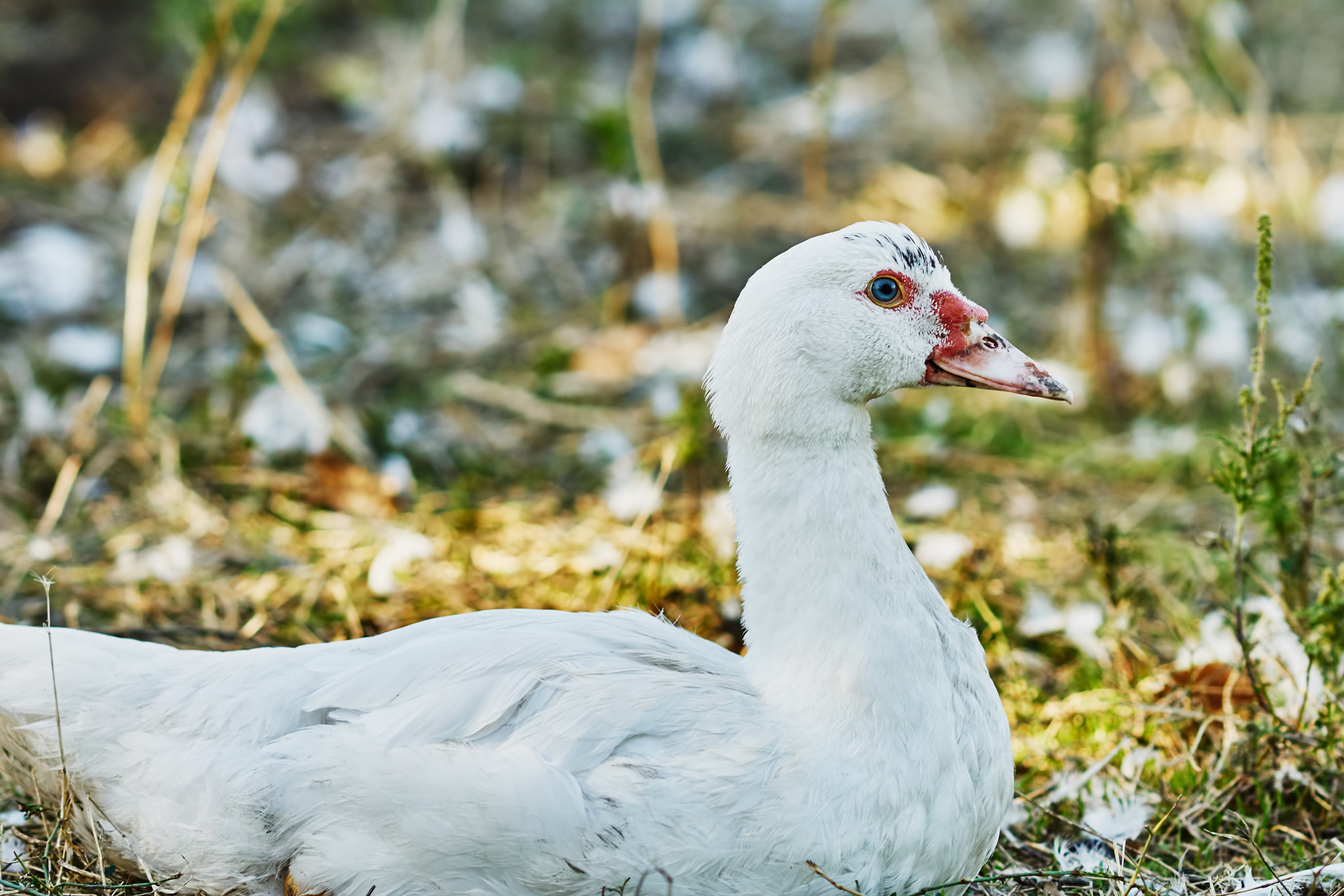 Sony Sonnar T* 135mm F1.8 ZA sample photo. White duck photography