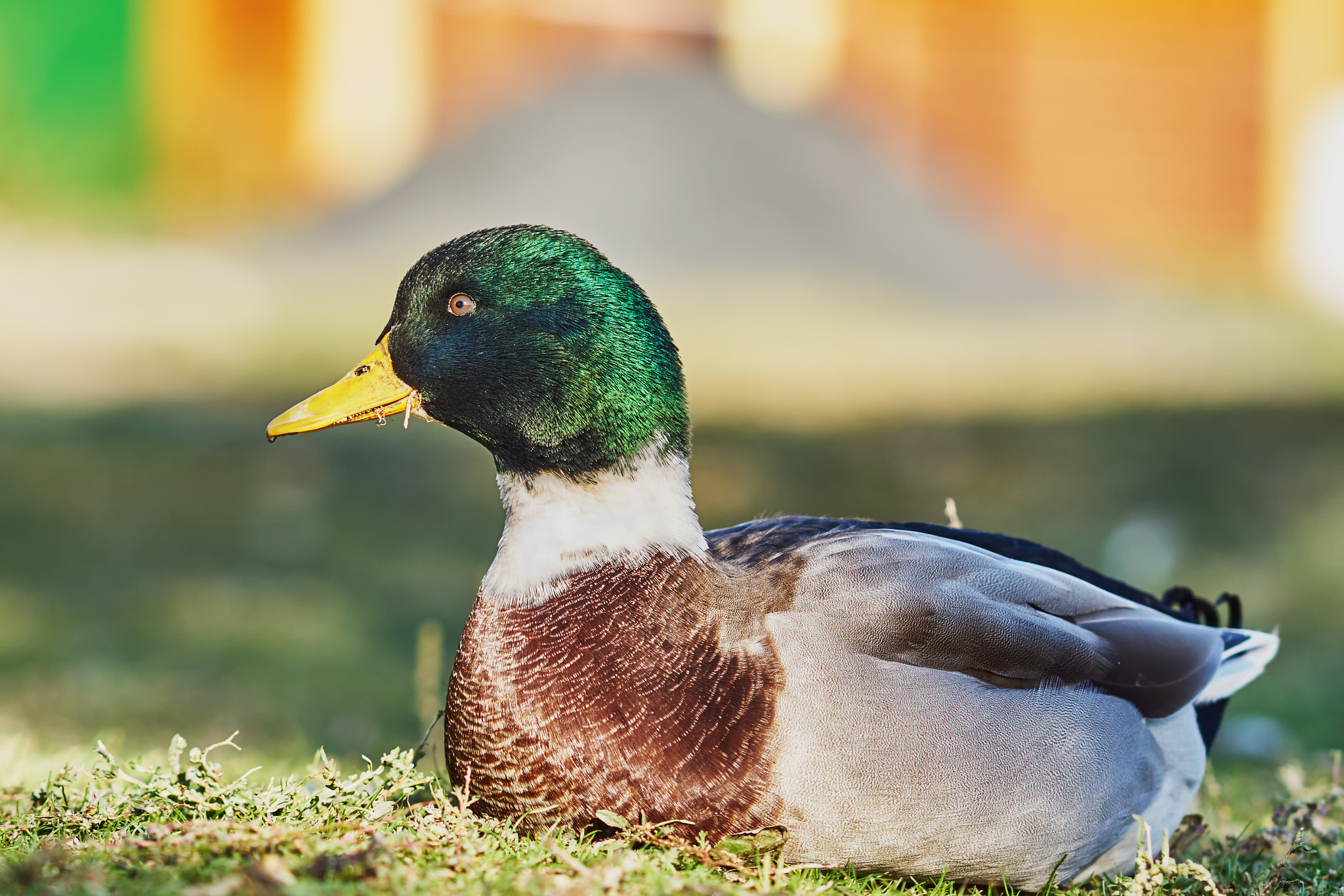 Sony Sonnar T* 135mm F1.8 ZA sample photo. Great duck photography