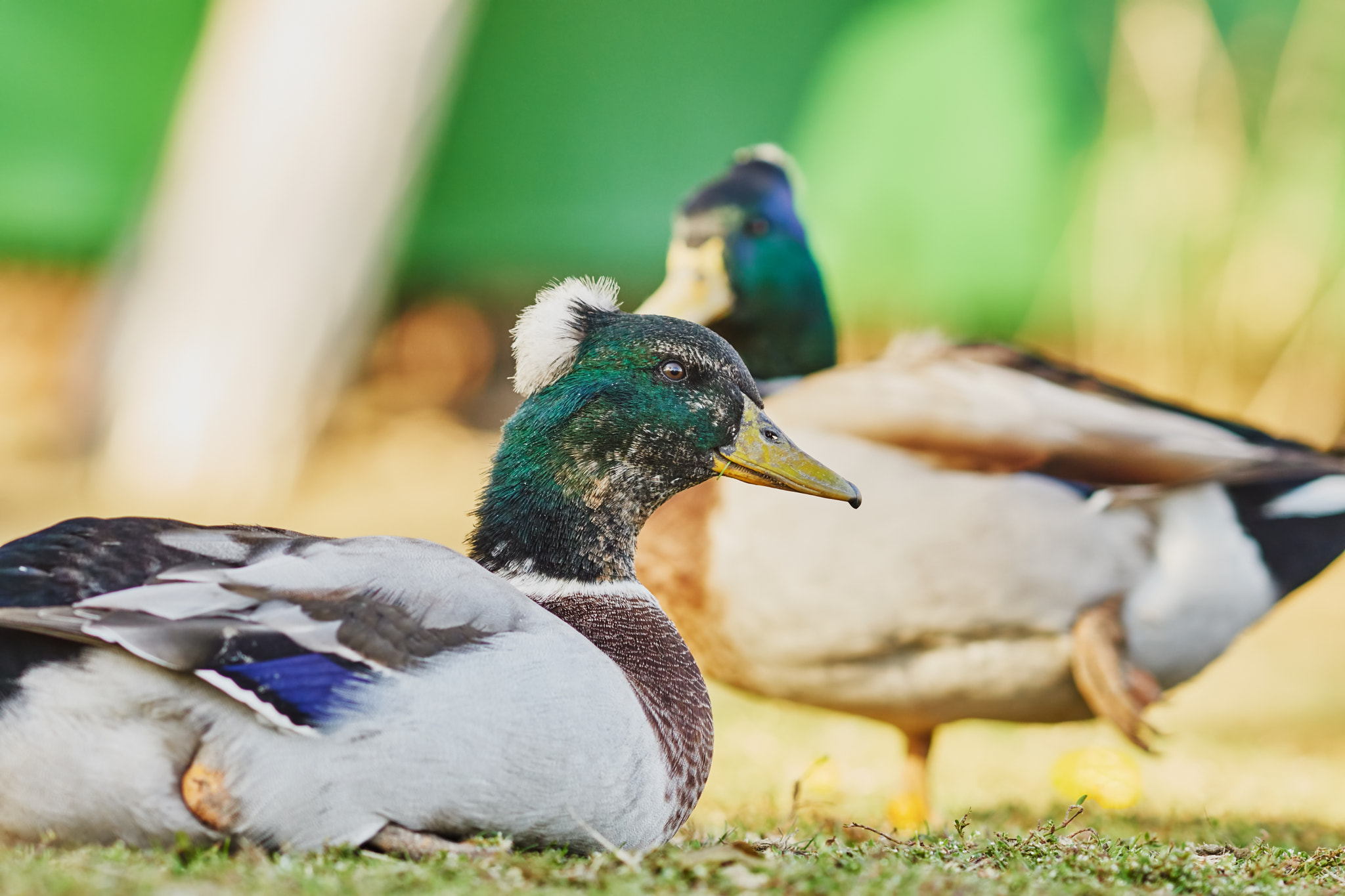 Sony Sonnar T* 135mm F1.8 ZA sample photo. Wonderful ducks photography