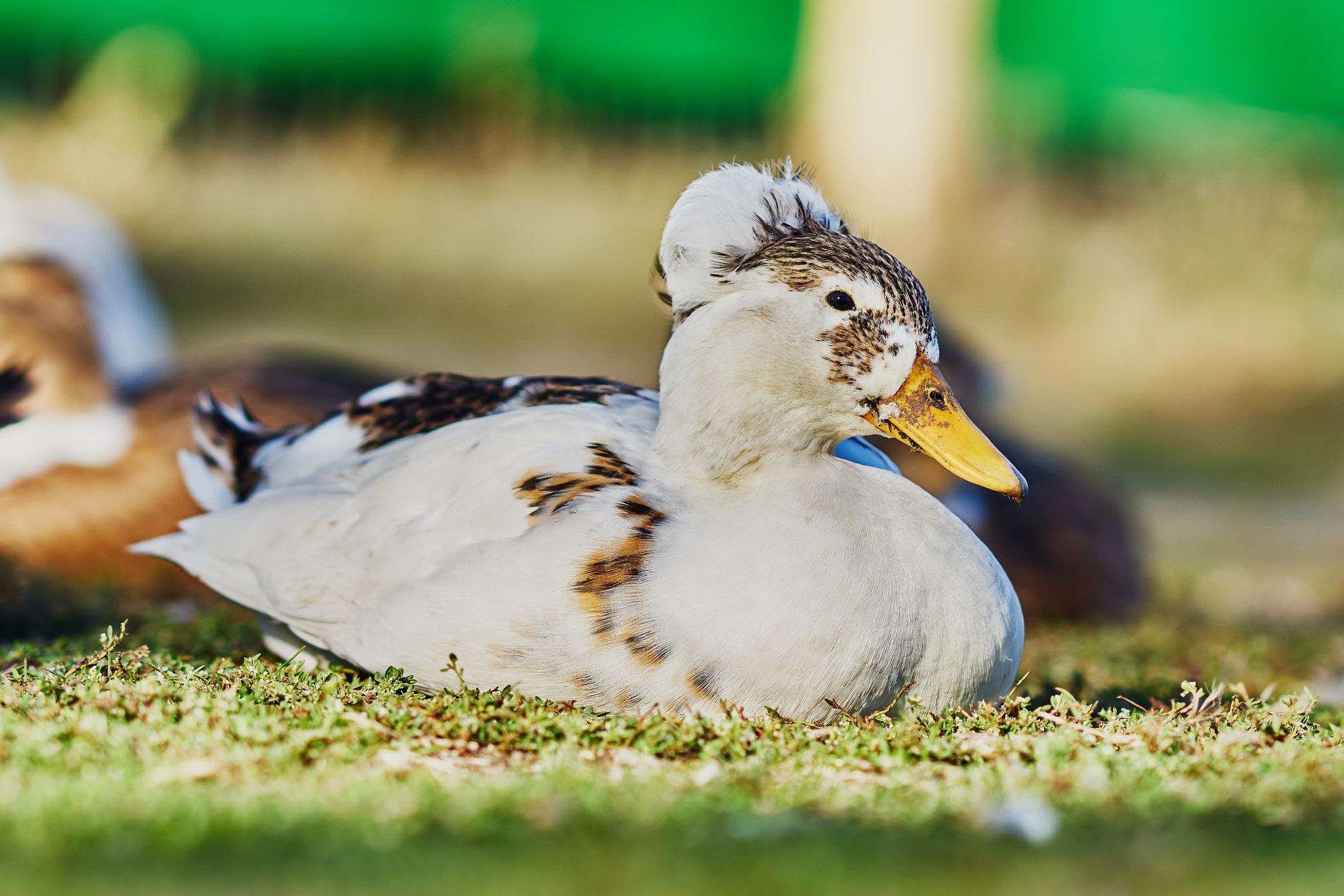 Sony Sonnar T* 135mm F1.8 ZA sample photo. White duck 3 photography