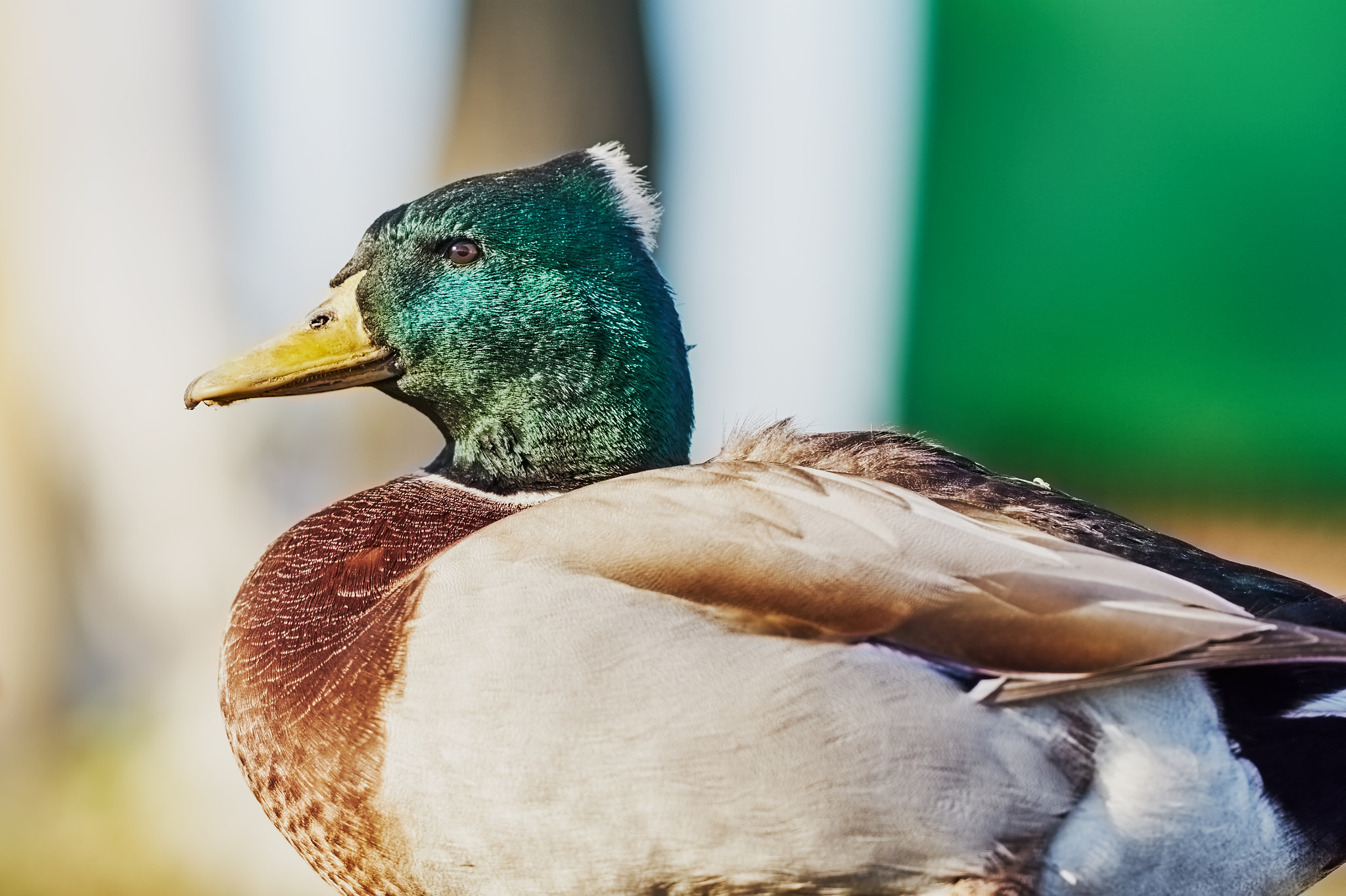 Sony Sonnar T* 135mm F1.8 ZA sample photo. Great duck 2 photography