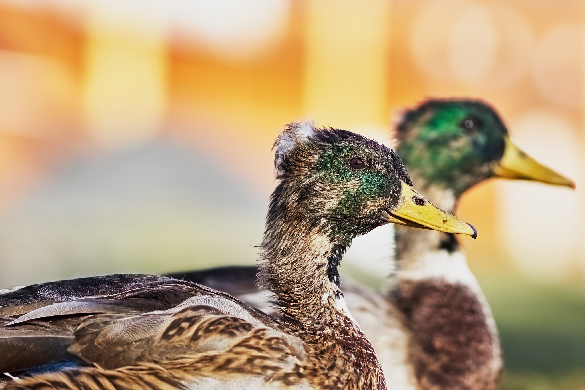 Sony Sonnar T* 135mm F1.8 ZA sample photo. Great ducks 2 photography