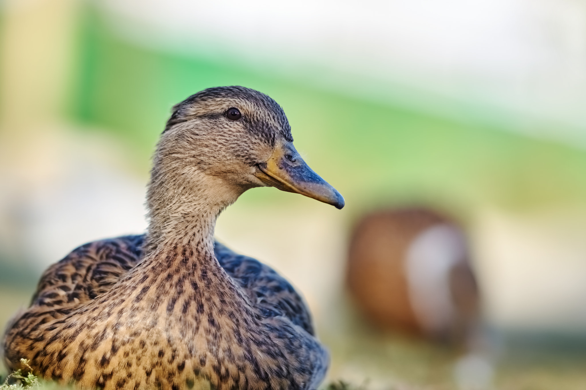Sony ILCA-77M2 + Sony Sonnar T* 135mm F1.8 ZA sample photo. Great brown duck photography