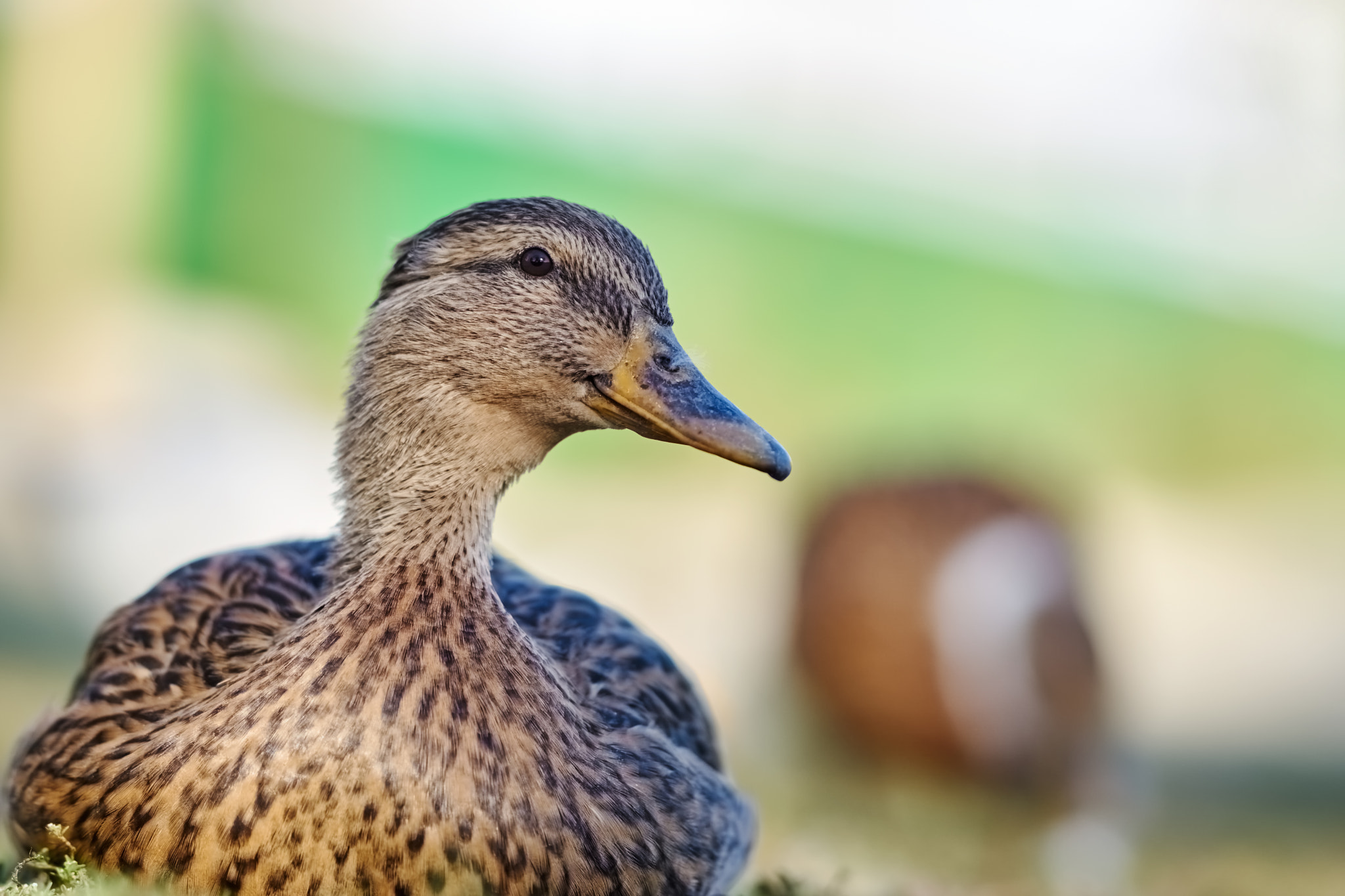 Sony Sonnar T* 135mm F1.8 ZA sample photo. Great brown duck photography