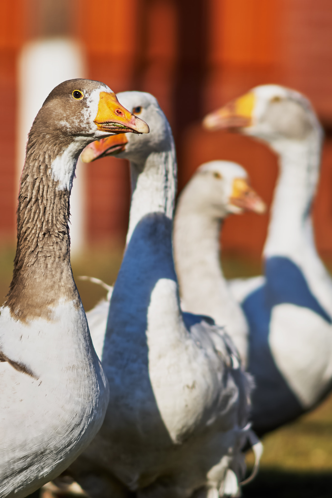Sony Sonnar T* 135mm F1.8 ZA sample photo. Wonderful  gooses photography