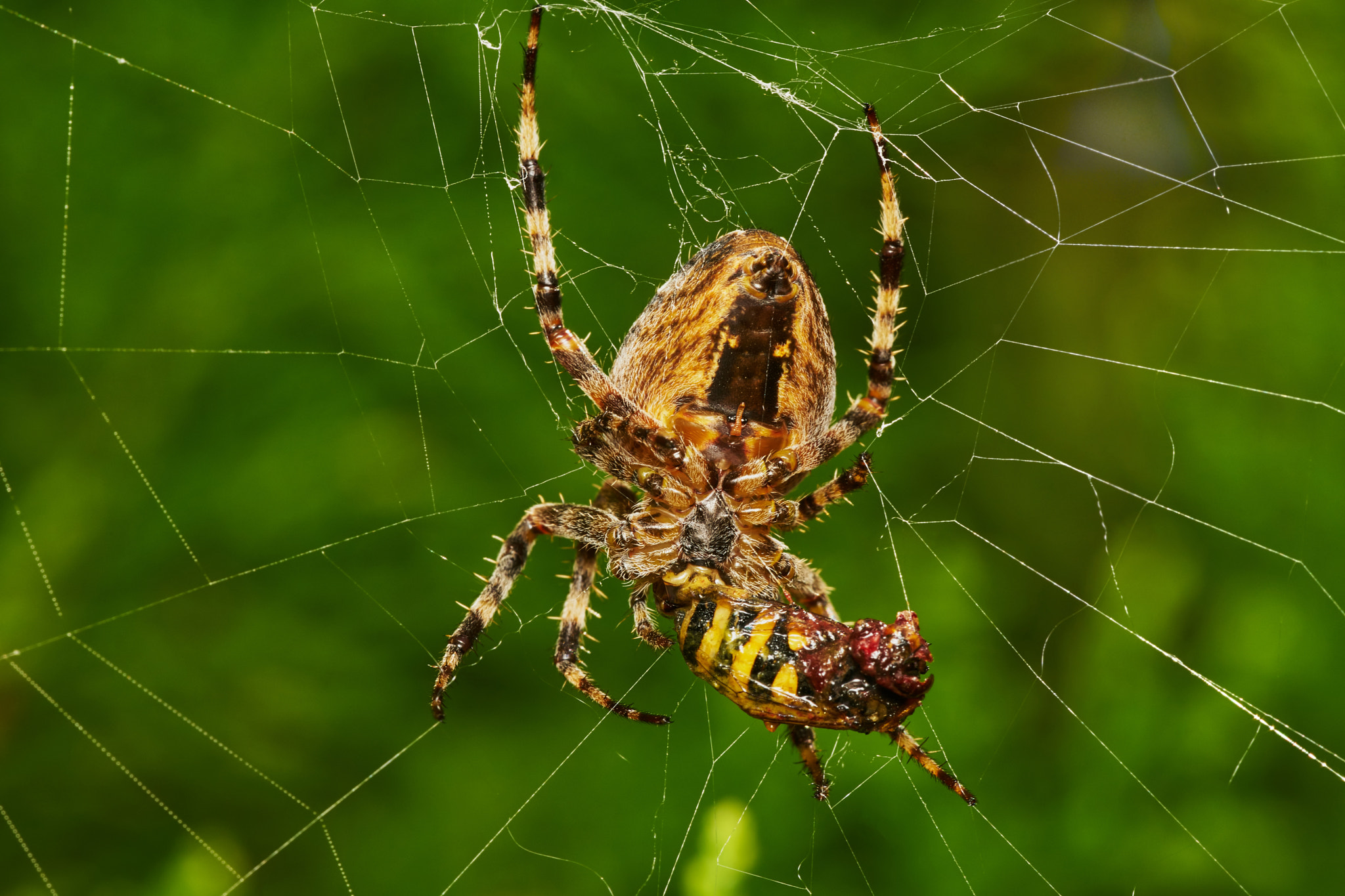 150mm F2.8 sample photo. Spider with prey photography