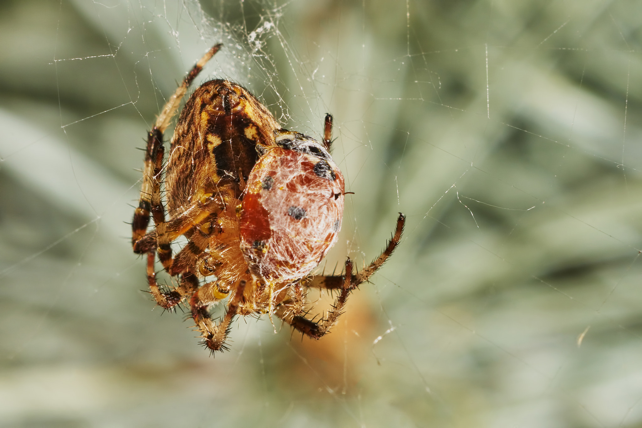 Sony Sonnar T* 135mm F1.8 ZA sample photo. Spider with prey ladybug photography