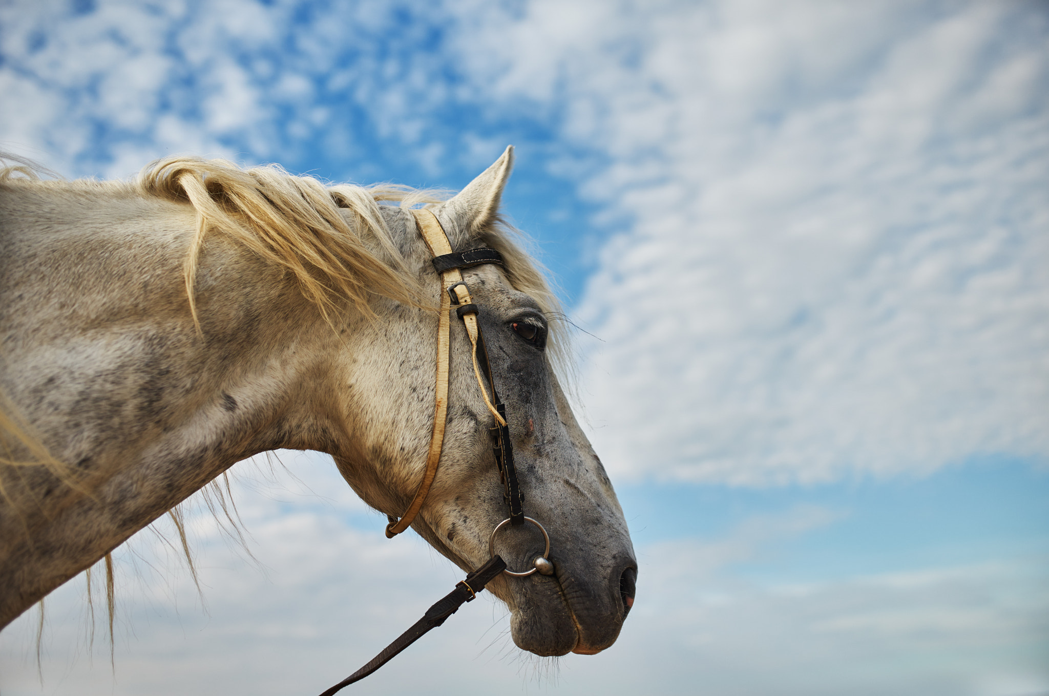 Sony a7 + 35mm F1.4 sample photo. Horse head photography