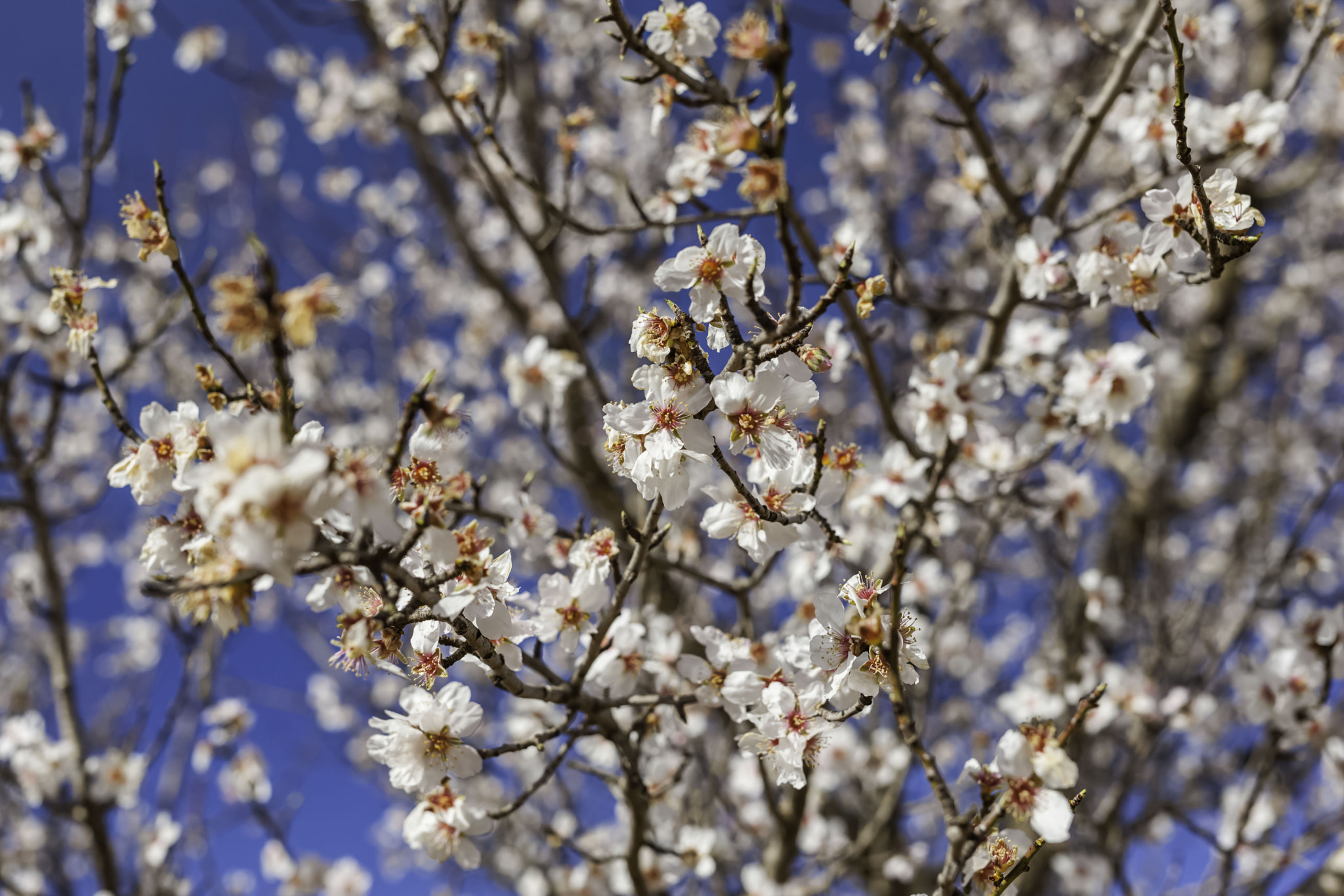 Canon EOS-1Ds Mark III + Sigma 50mm F1.4 EX DG HSM sample photo. Almond flowers photography