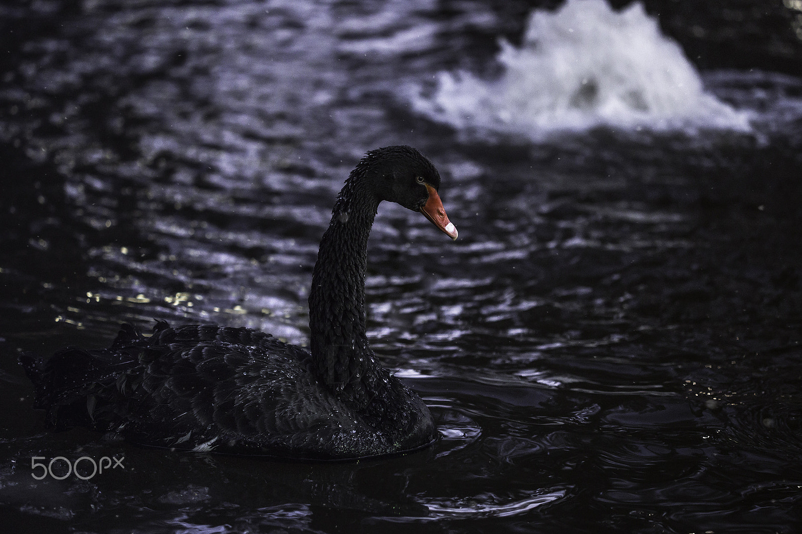 Canon EOS 6D + Canon EF 100mm F2.8 Macro USM sample photo. Swan photography
